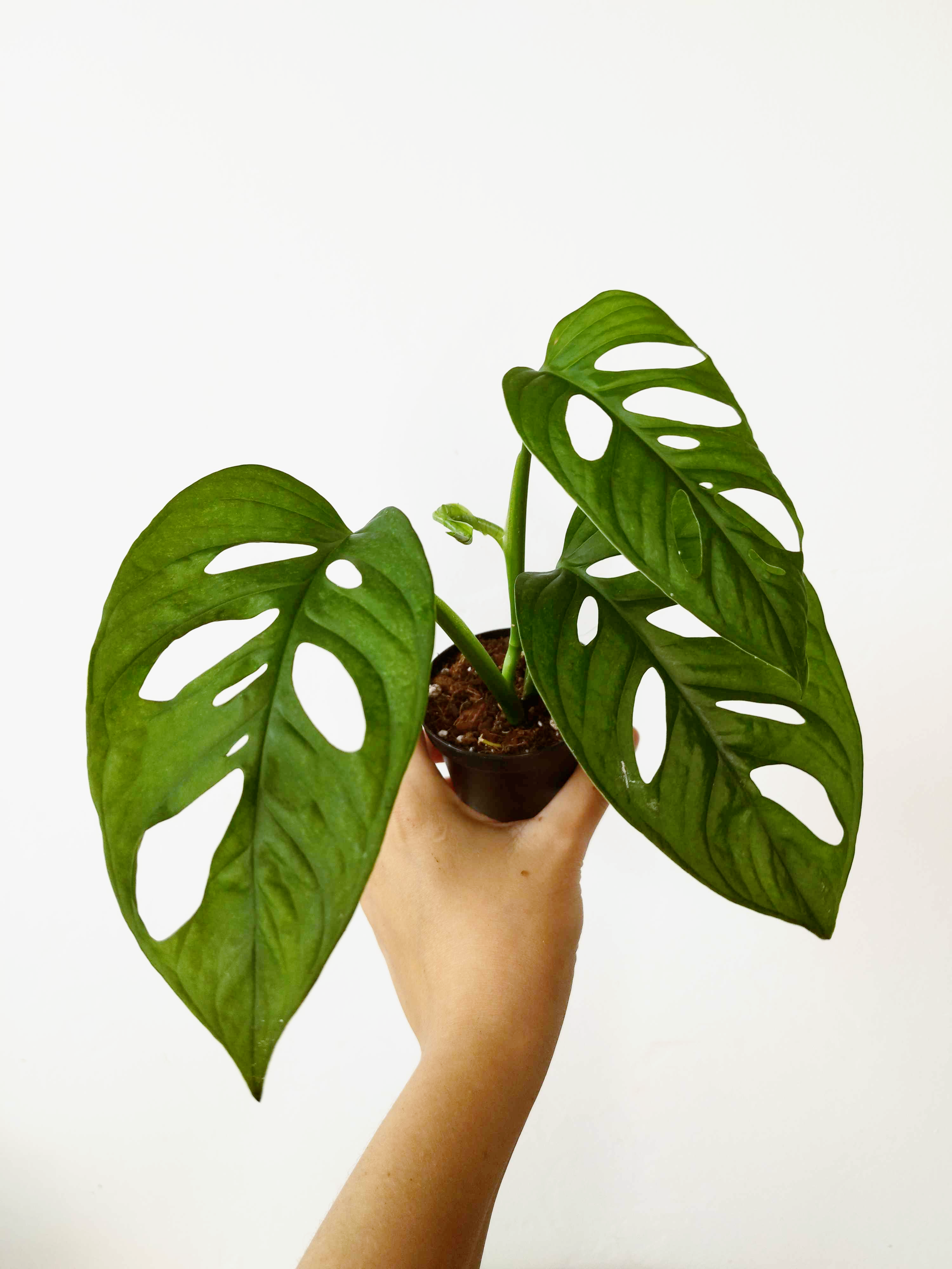 Monstera adansonii