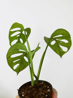 Monstera adansonii