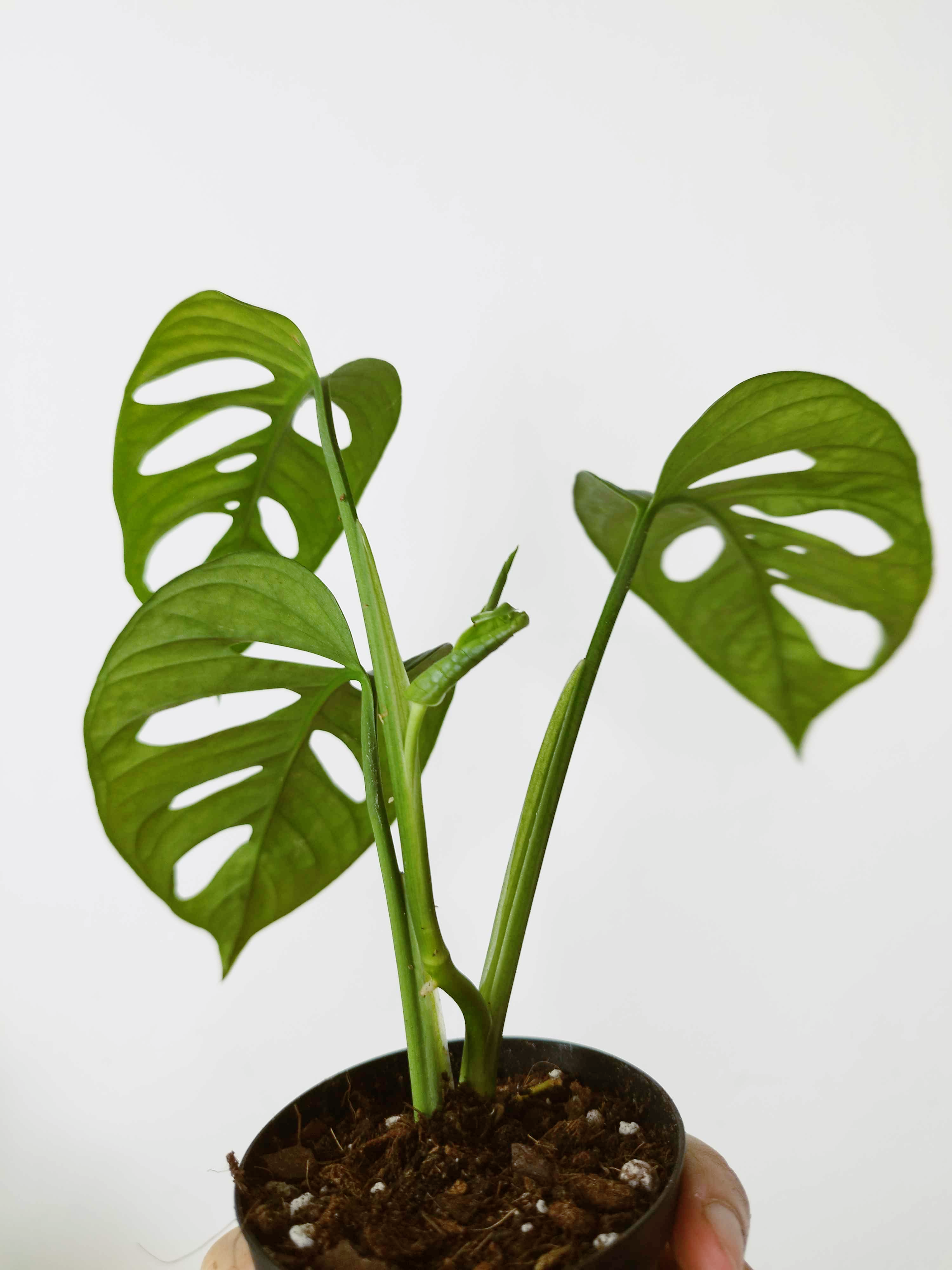 Monstera adansonii