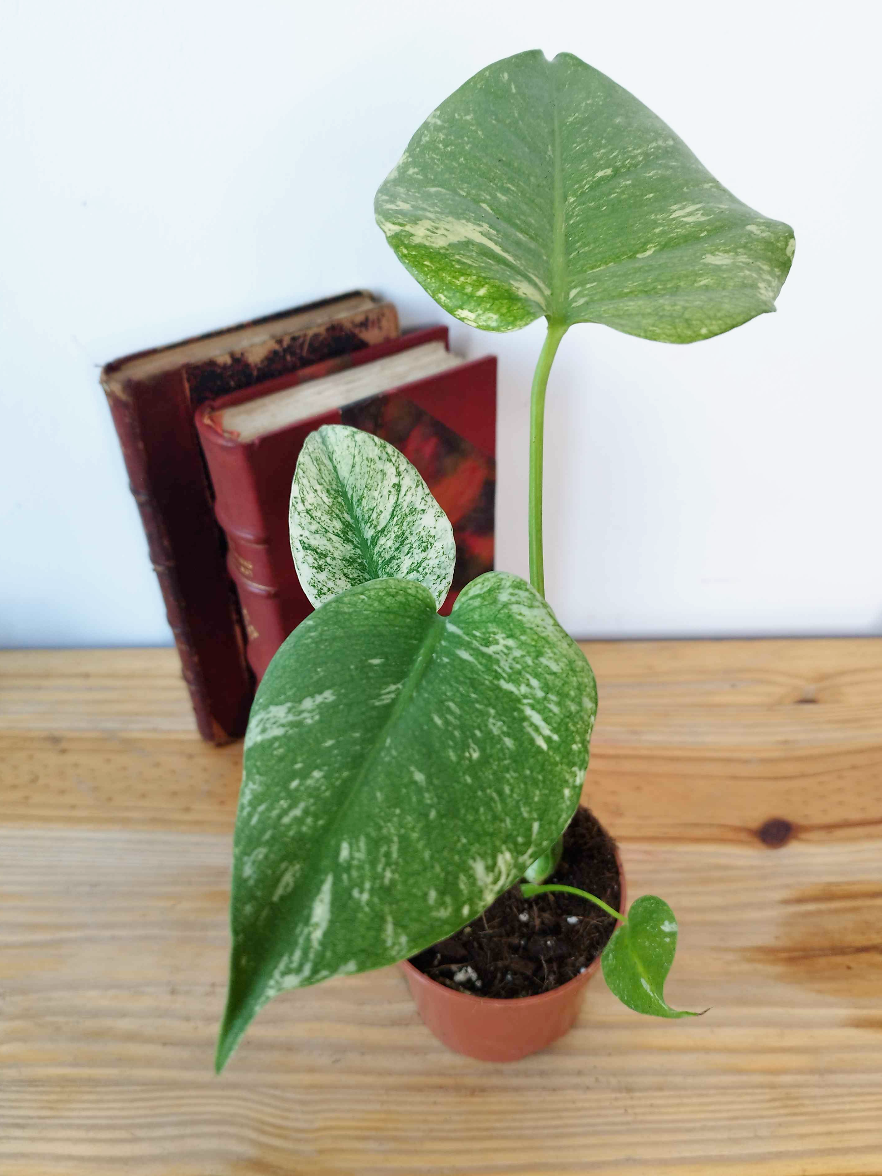 Monstera deliciosa MINT