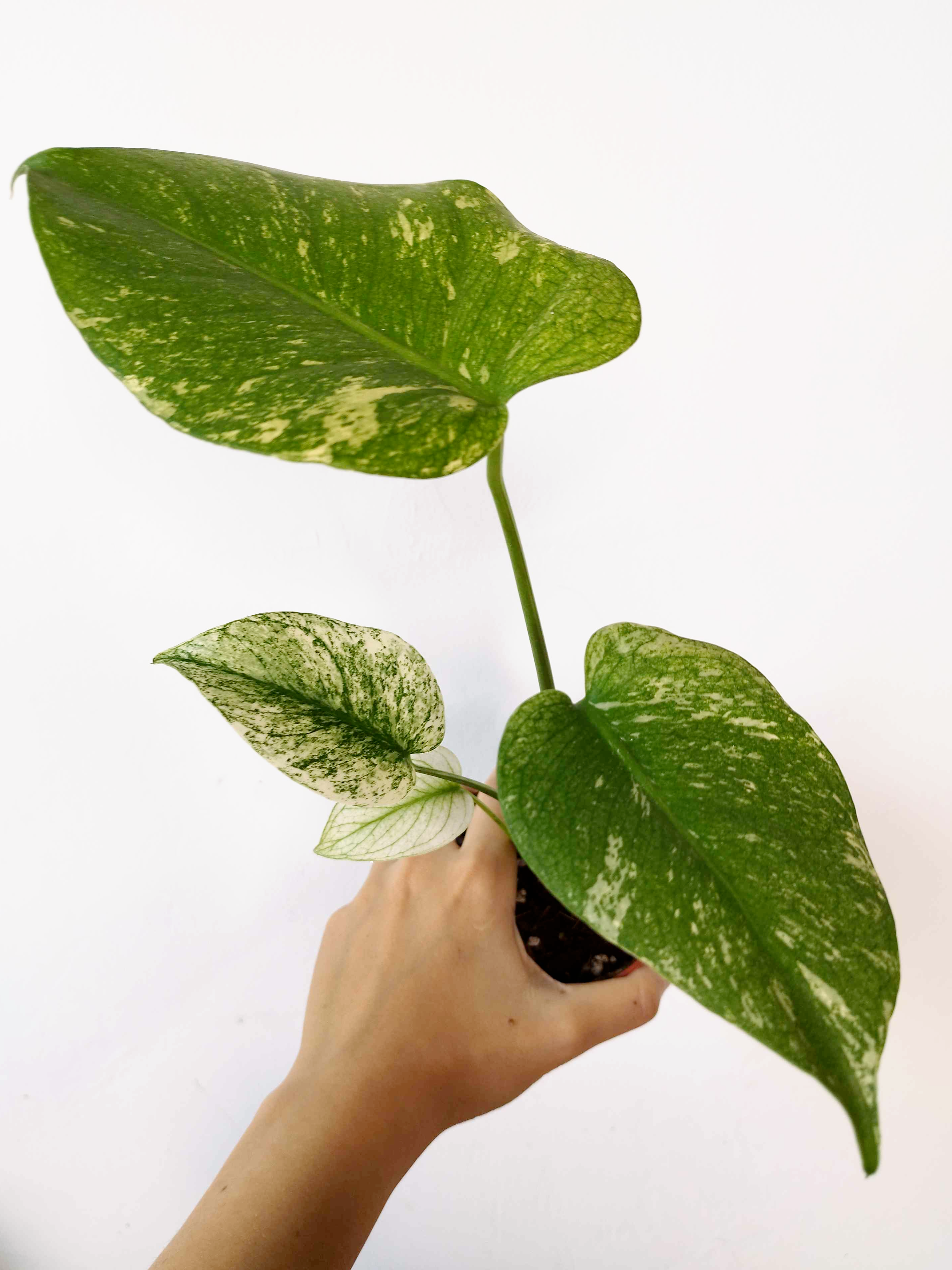 Monstera deliciosa MINT