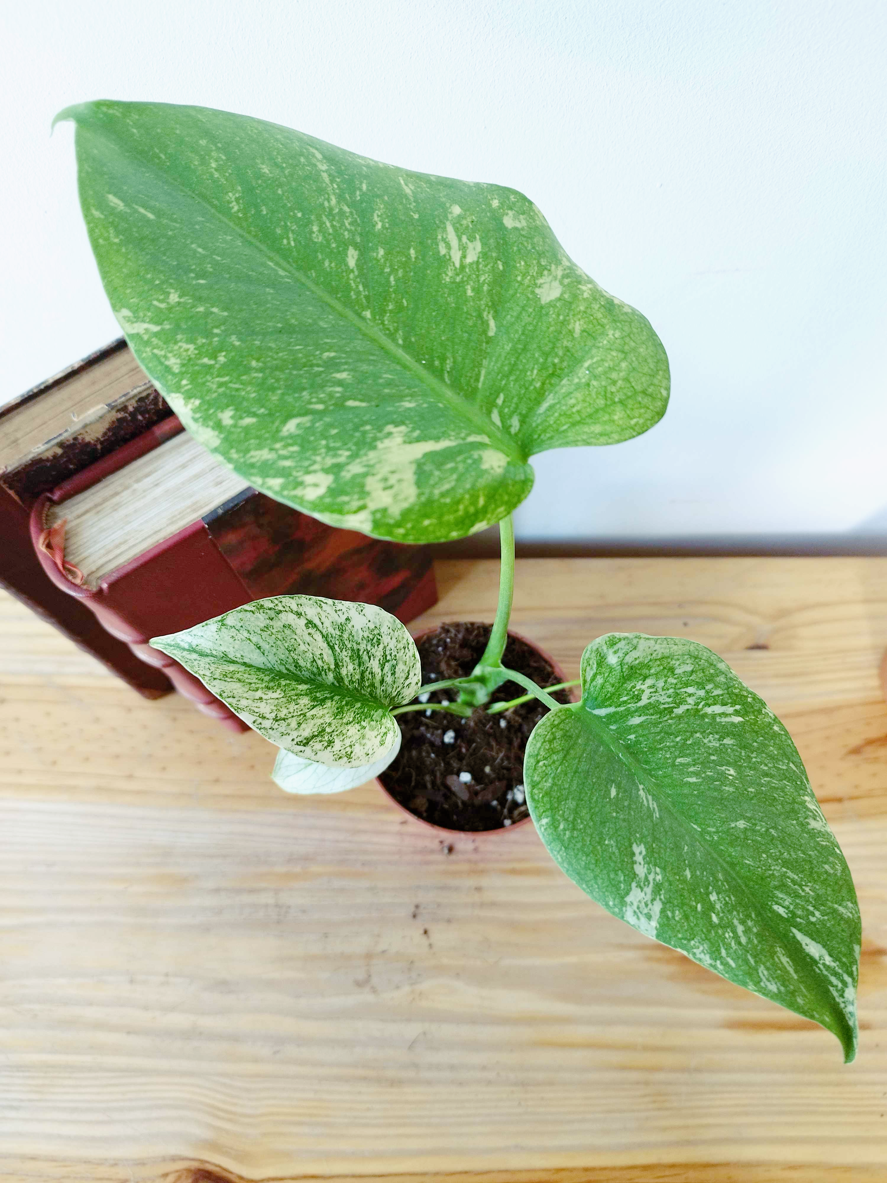 Monstera deliciosa MINT