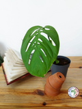 Monstera epipremnoides 'Esqueleto'