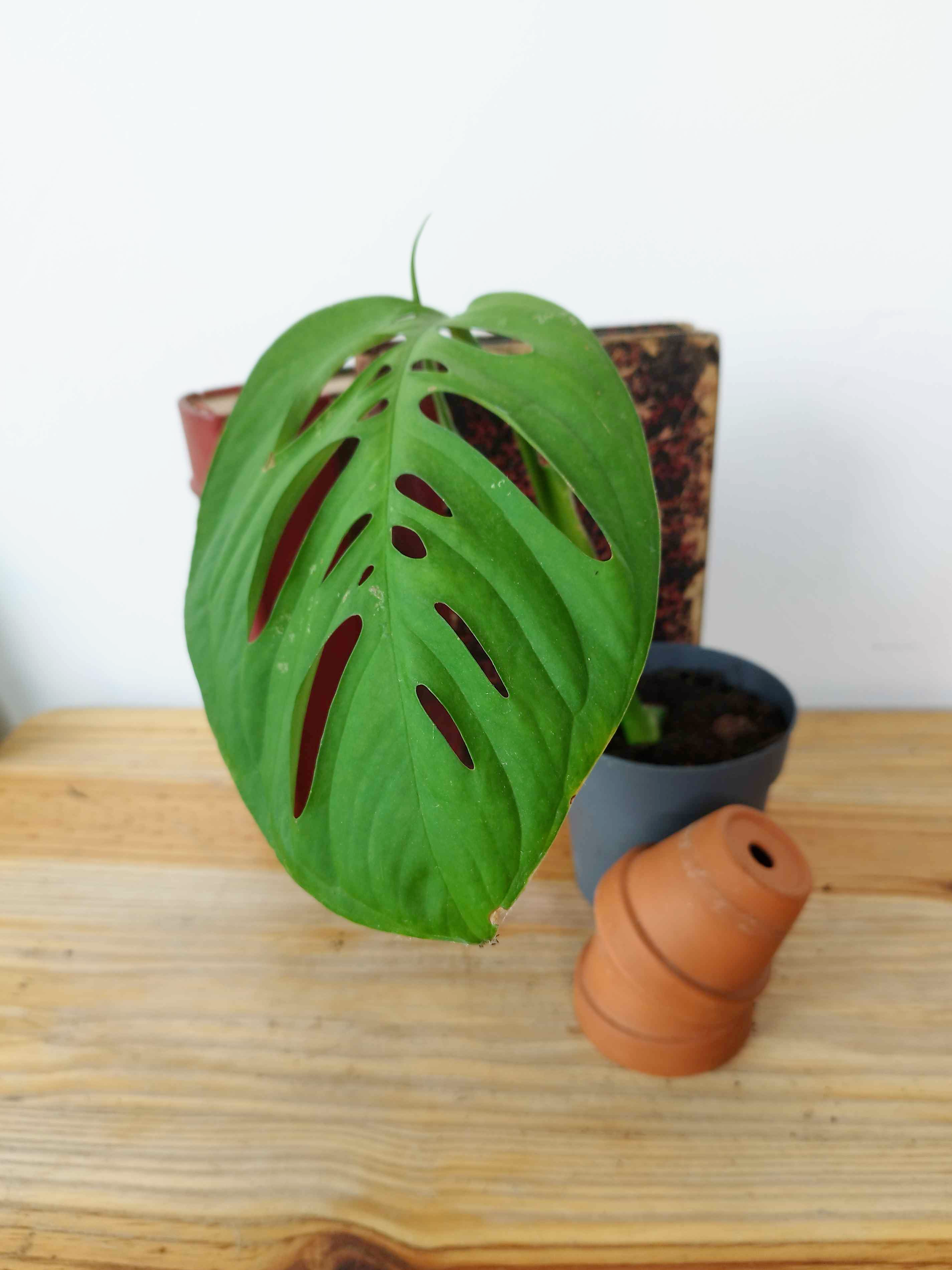 Monstera epipremnoides 'Esqueleto'