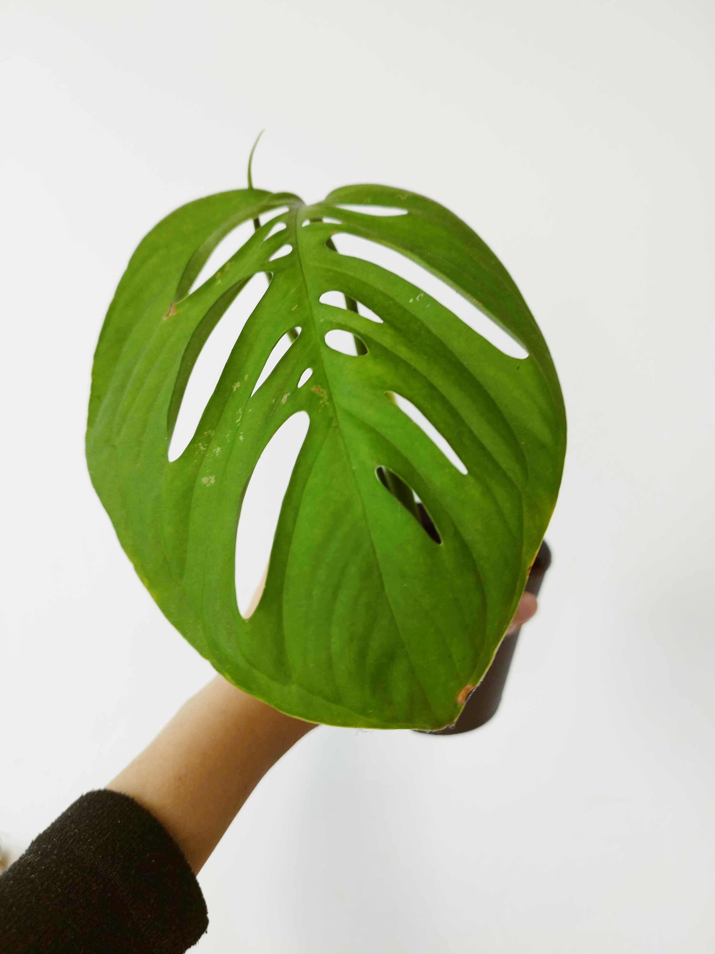 Monstera epipremnoides 'Esqueleto'