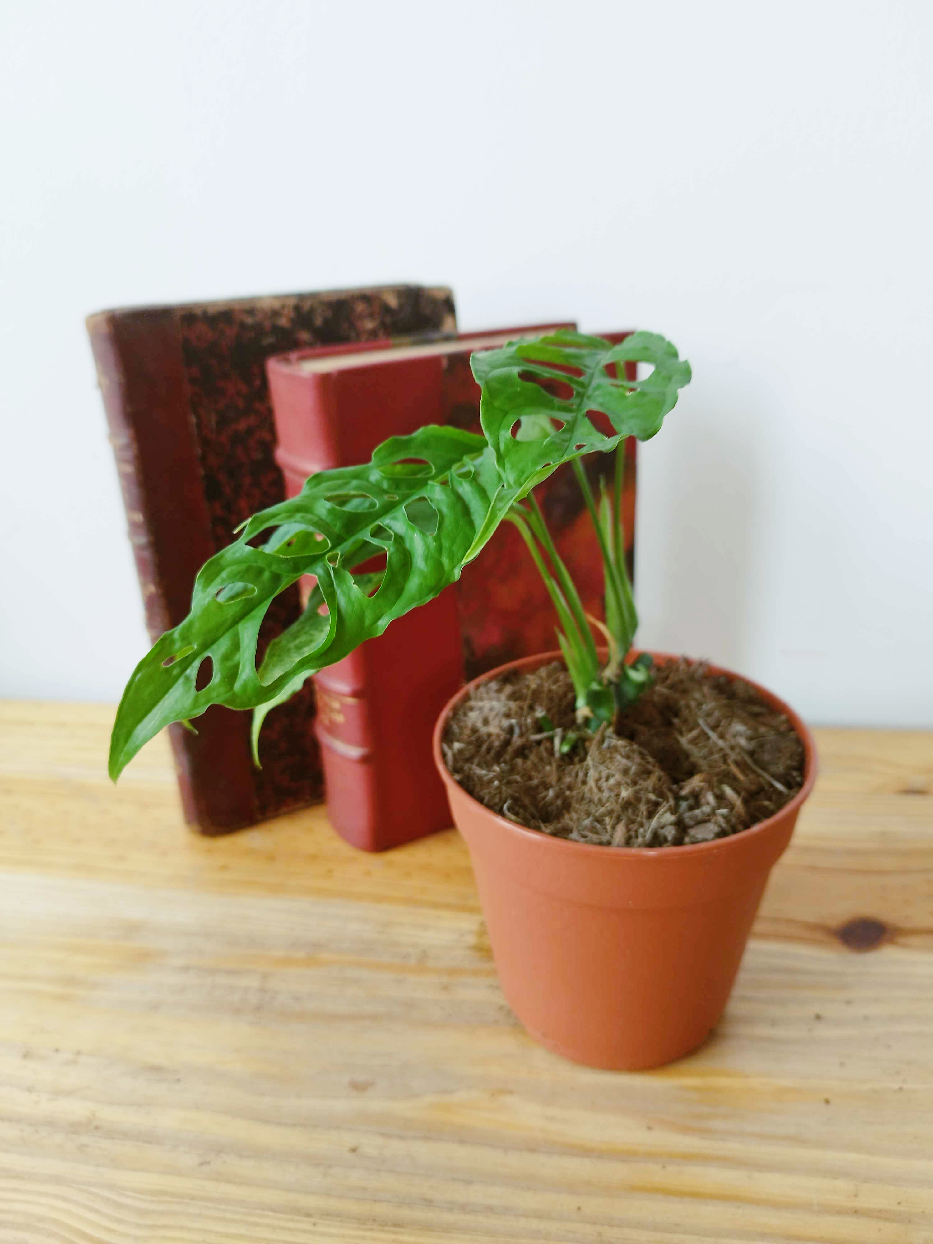 Monstera obliqua 'Peru'
