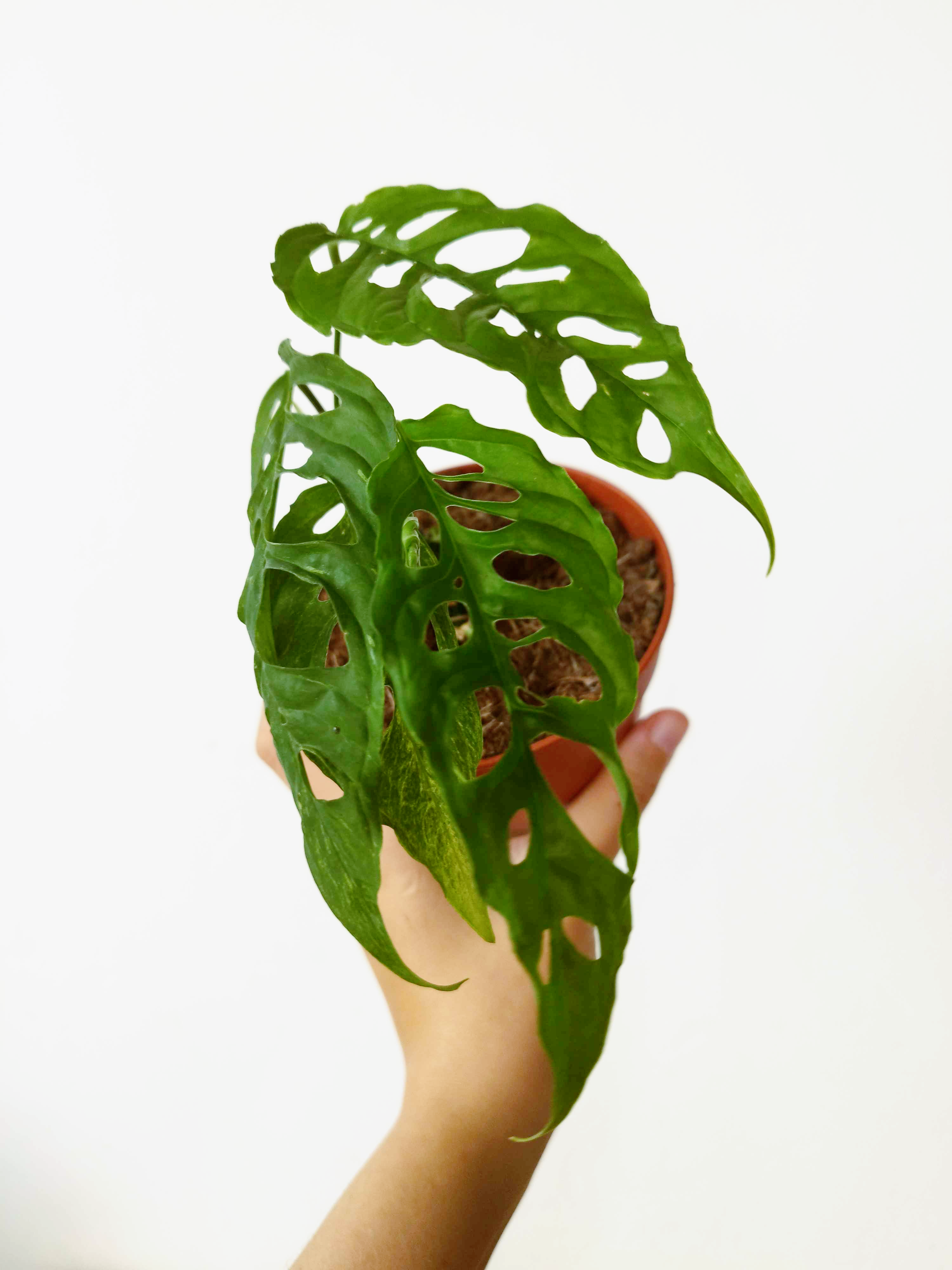 Monstera obliqua 'Peru'