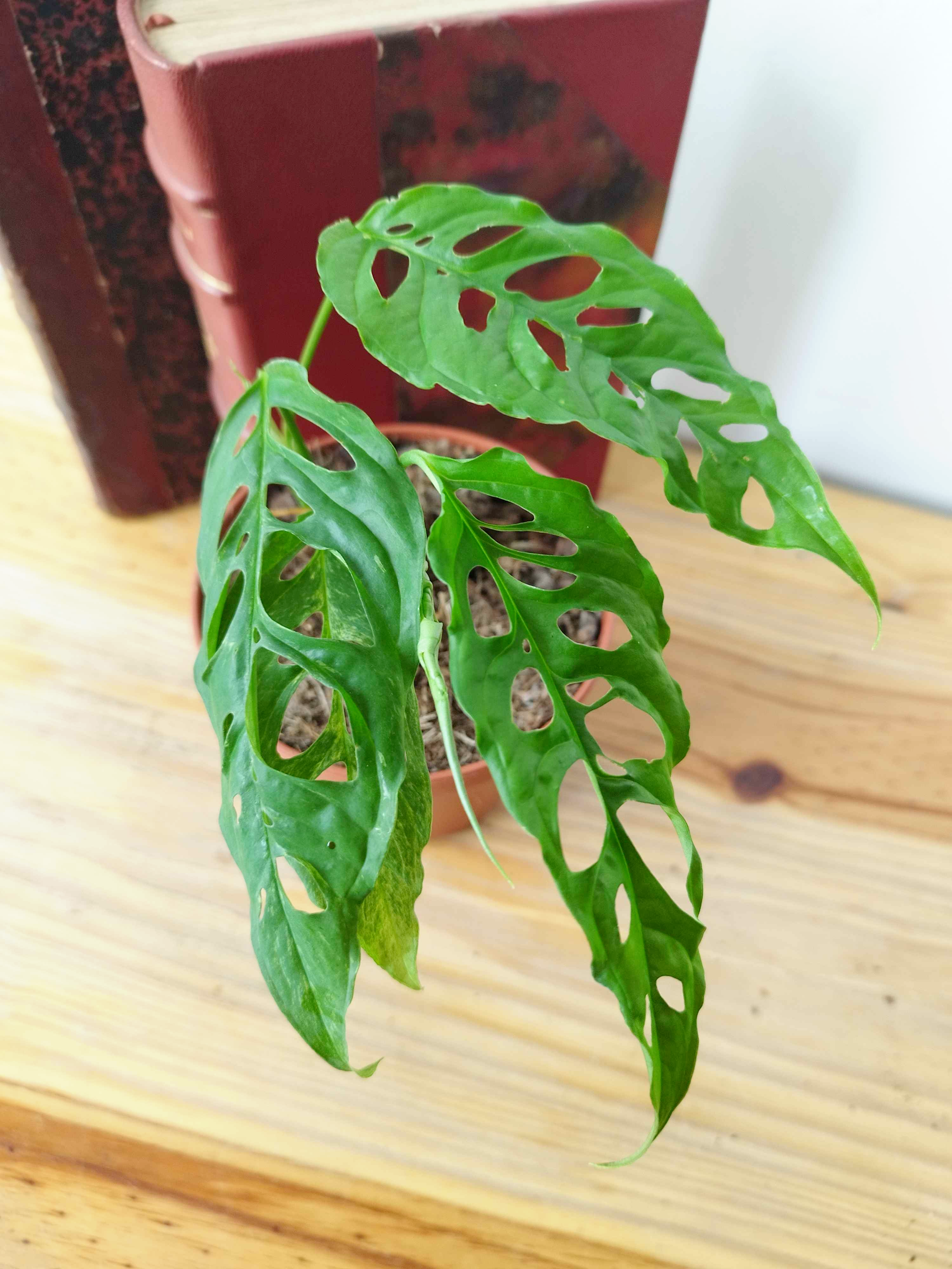 Monstera obliqua 'Peru'