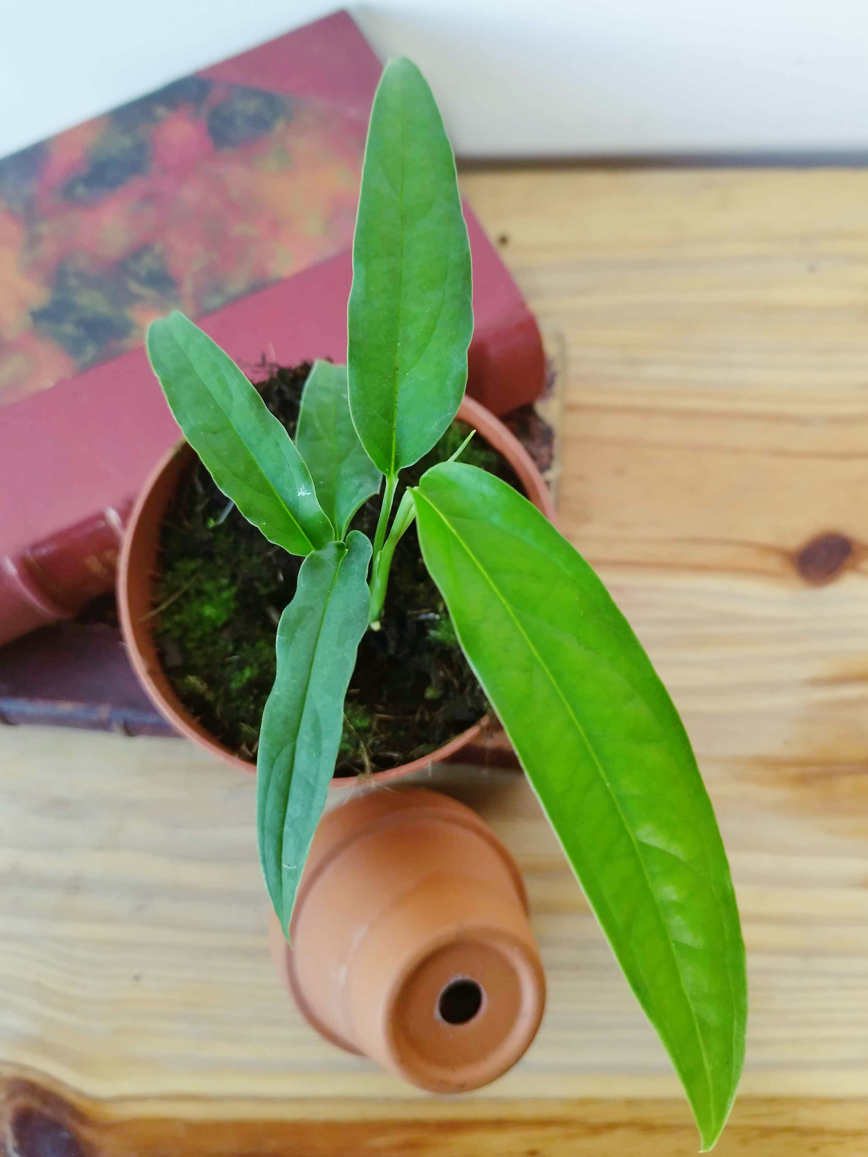 Monstera obliqua 'Yasuni'