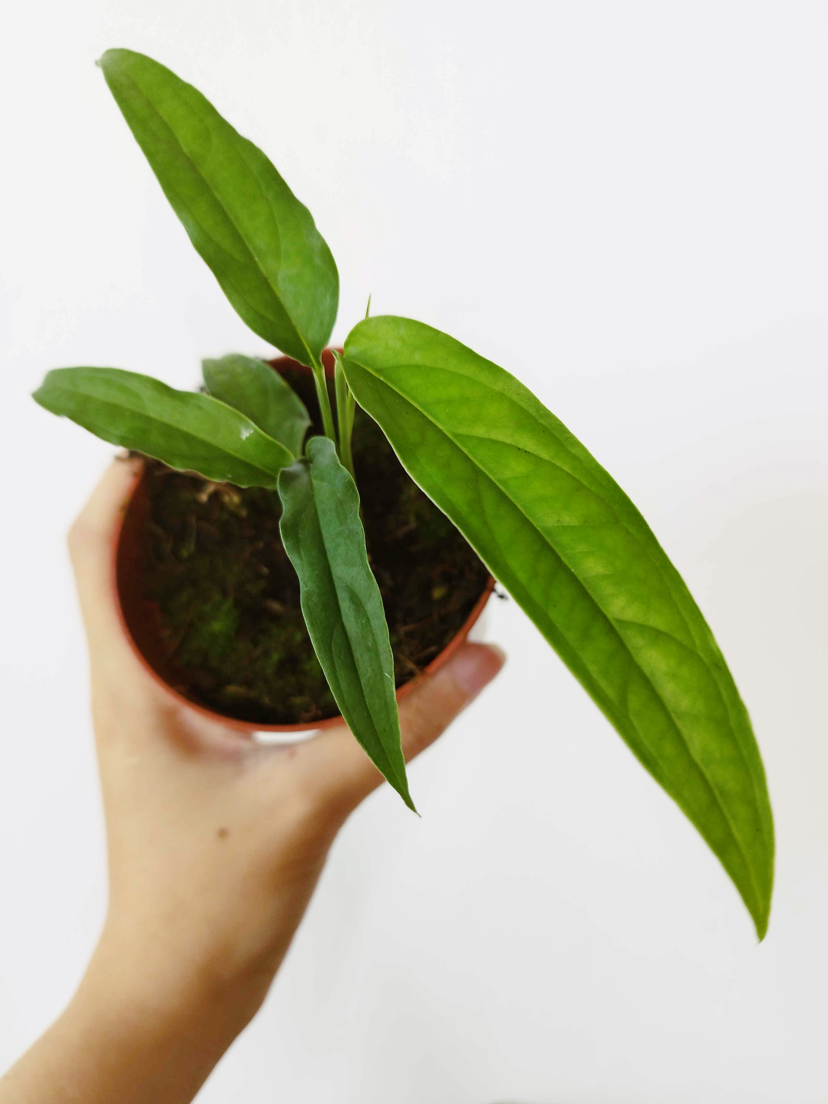 Monstera obliqua 'Yasuni'