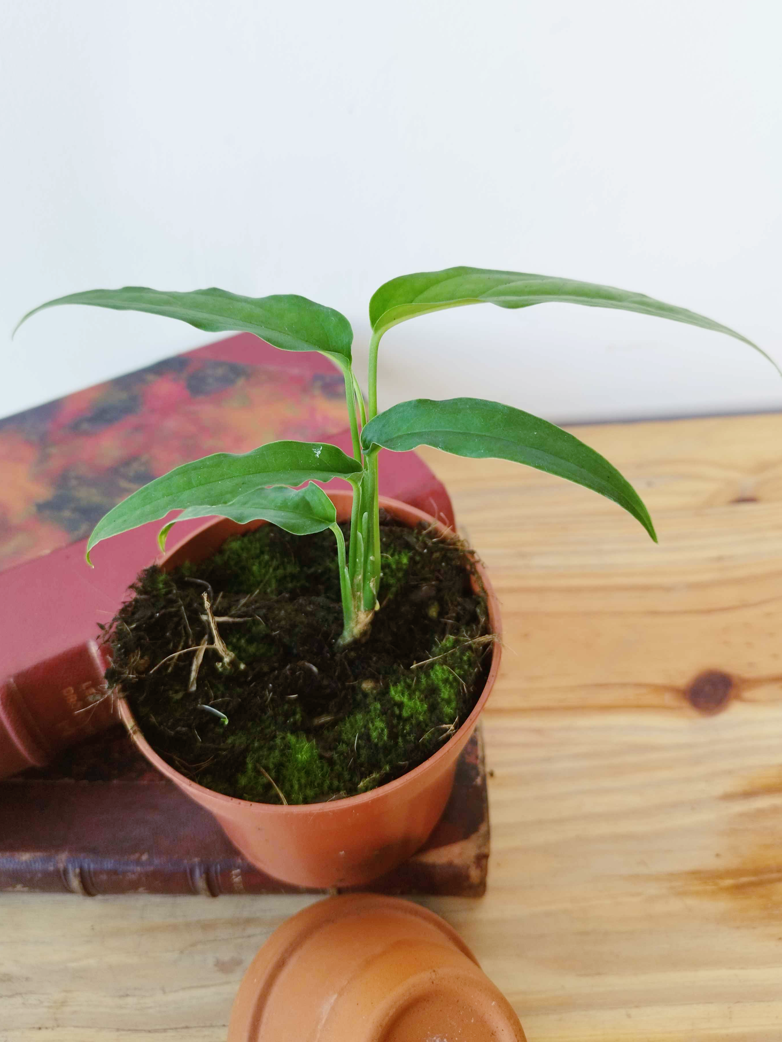 Monstera obliqua 'Yasuni'
