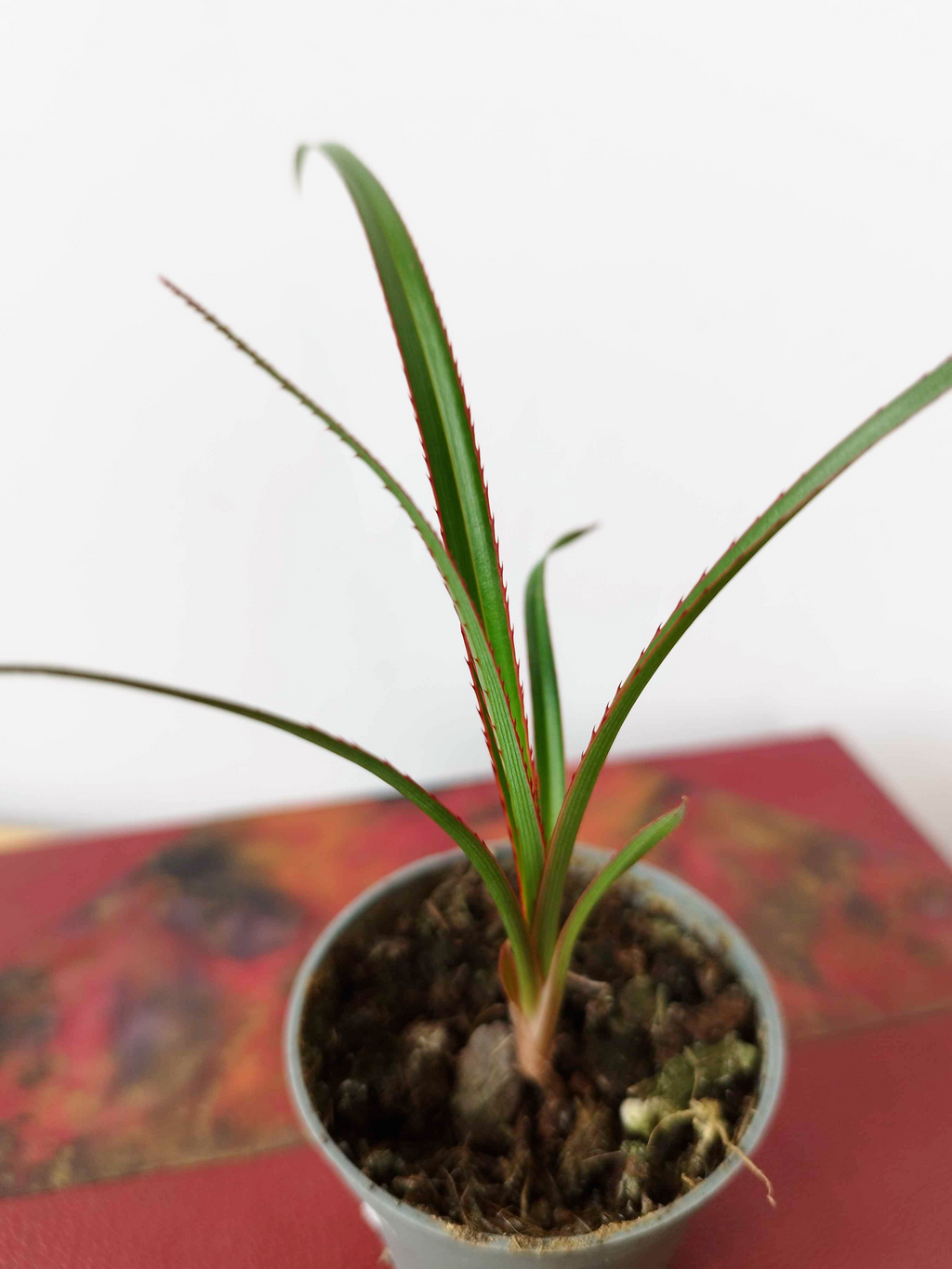 Pandanus utilis