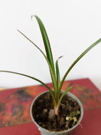 Pandanus utilis