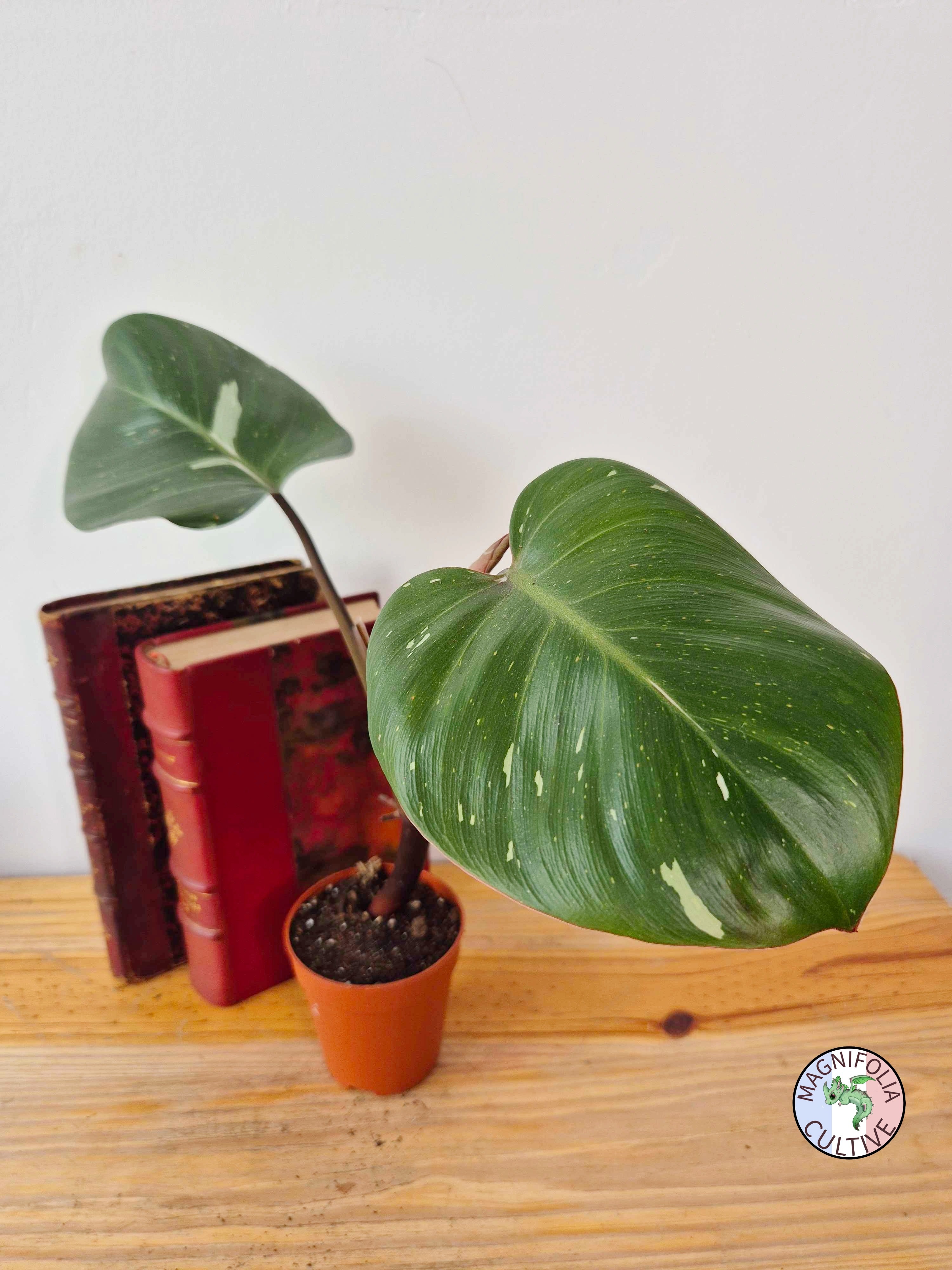 Philodendron 'White Knight'