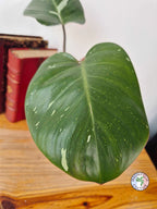 Philodendron 'White Knight'