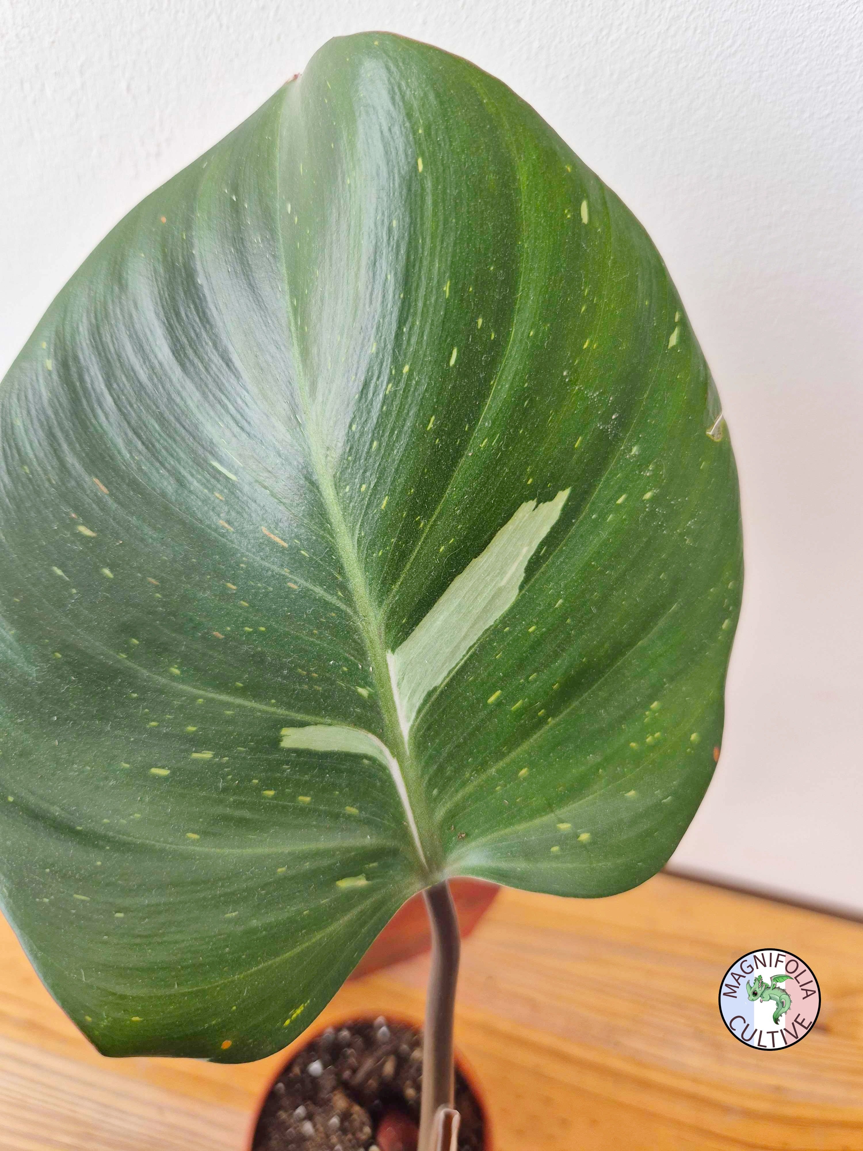 Philodendron 'White Knight'