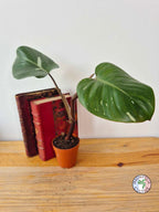 Philodendron 'White Knight'
