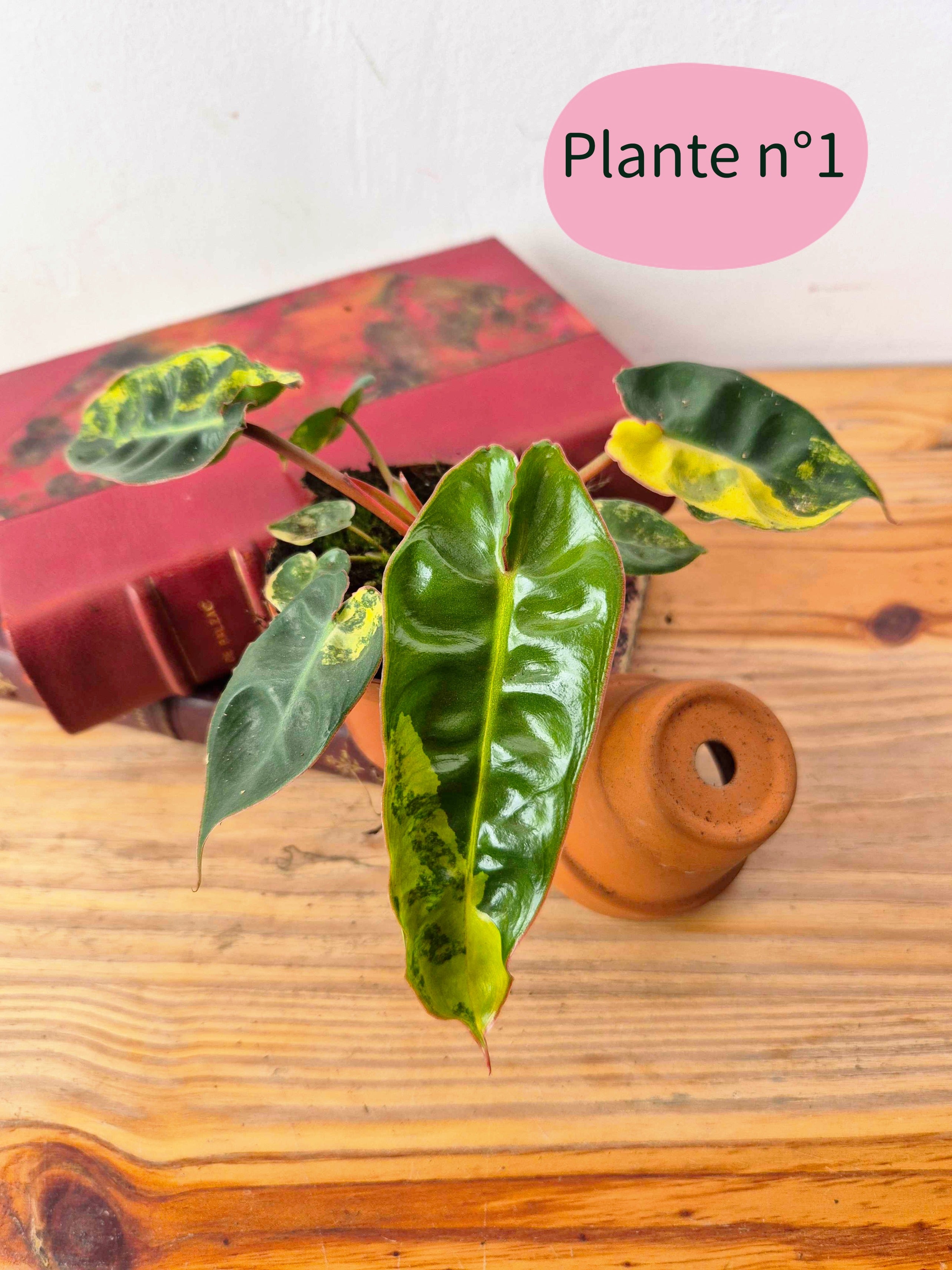 Philodendron billietiae 'Variegata'