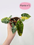 Philodendron billietiae 'Variegata'