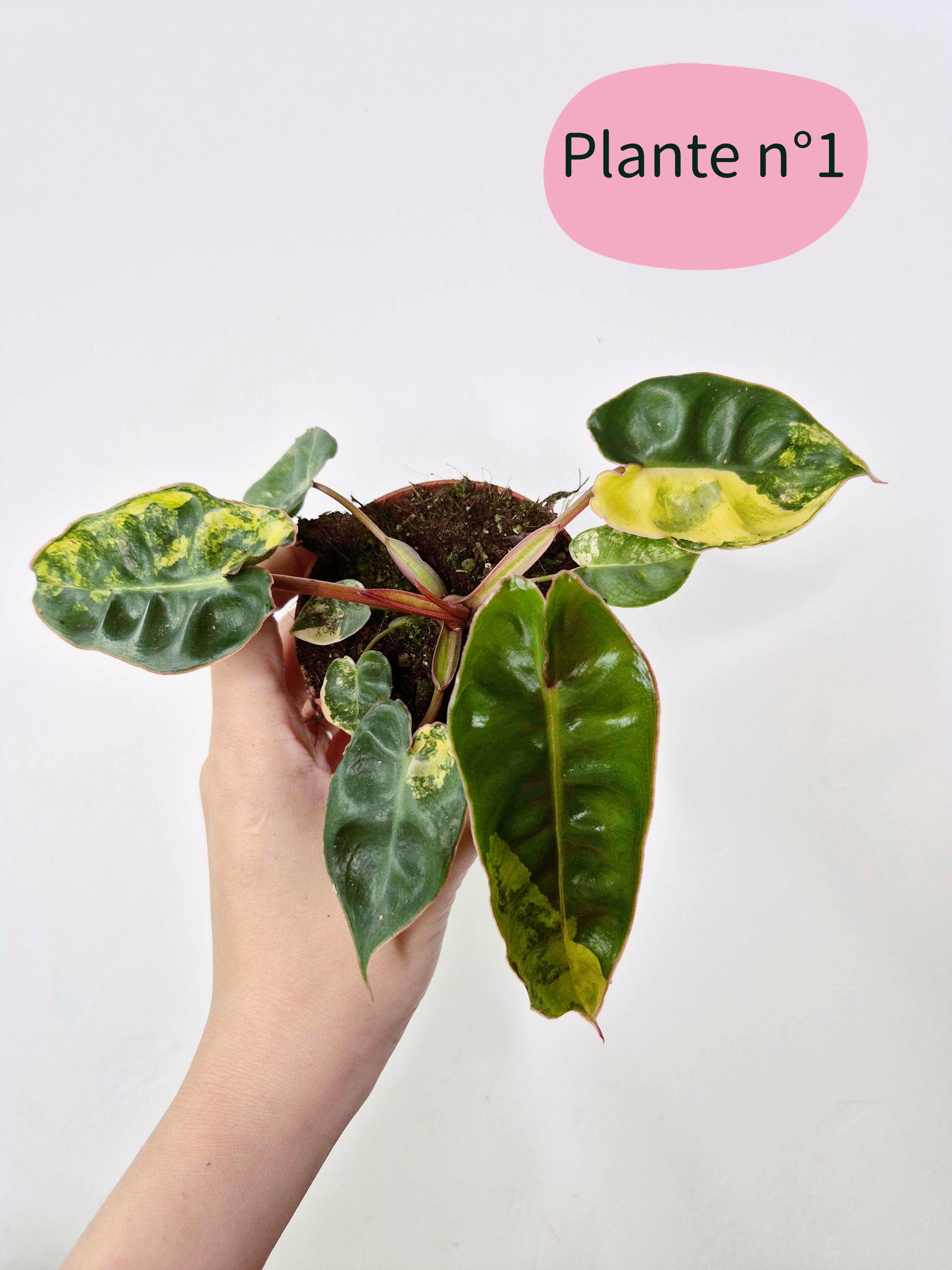 Philodendron billietiae 'Variegata'