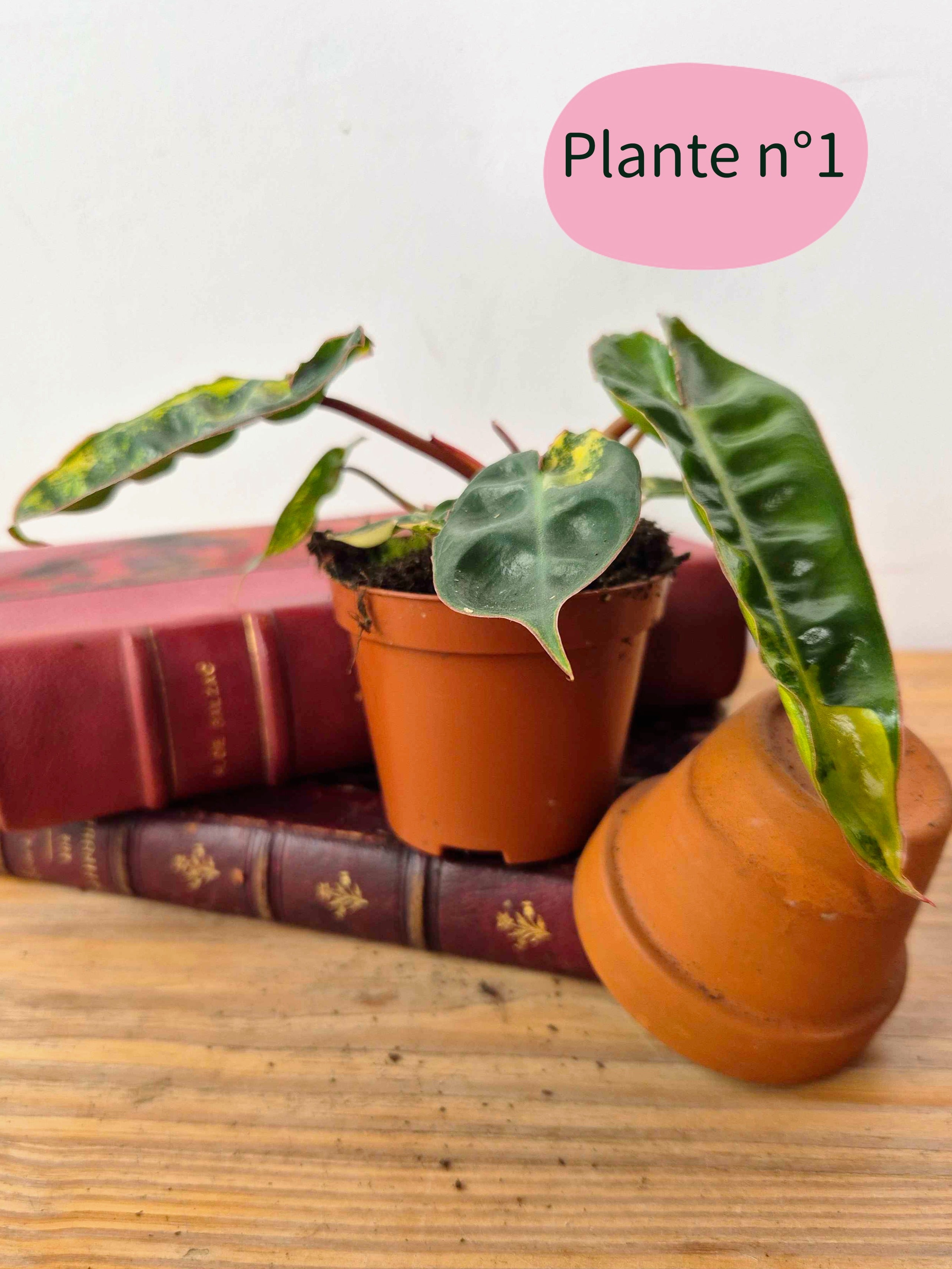 Philodendron billietiae 'Variegata'