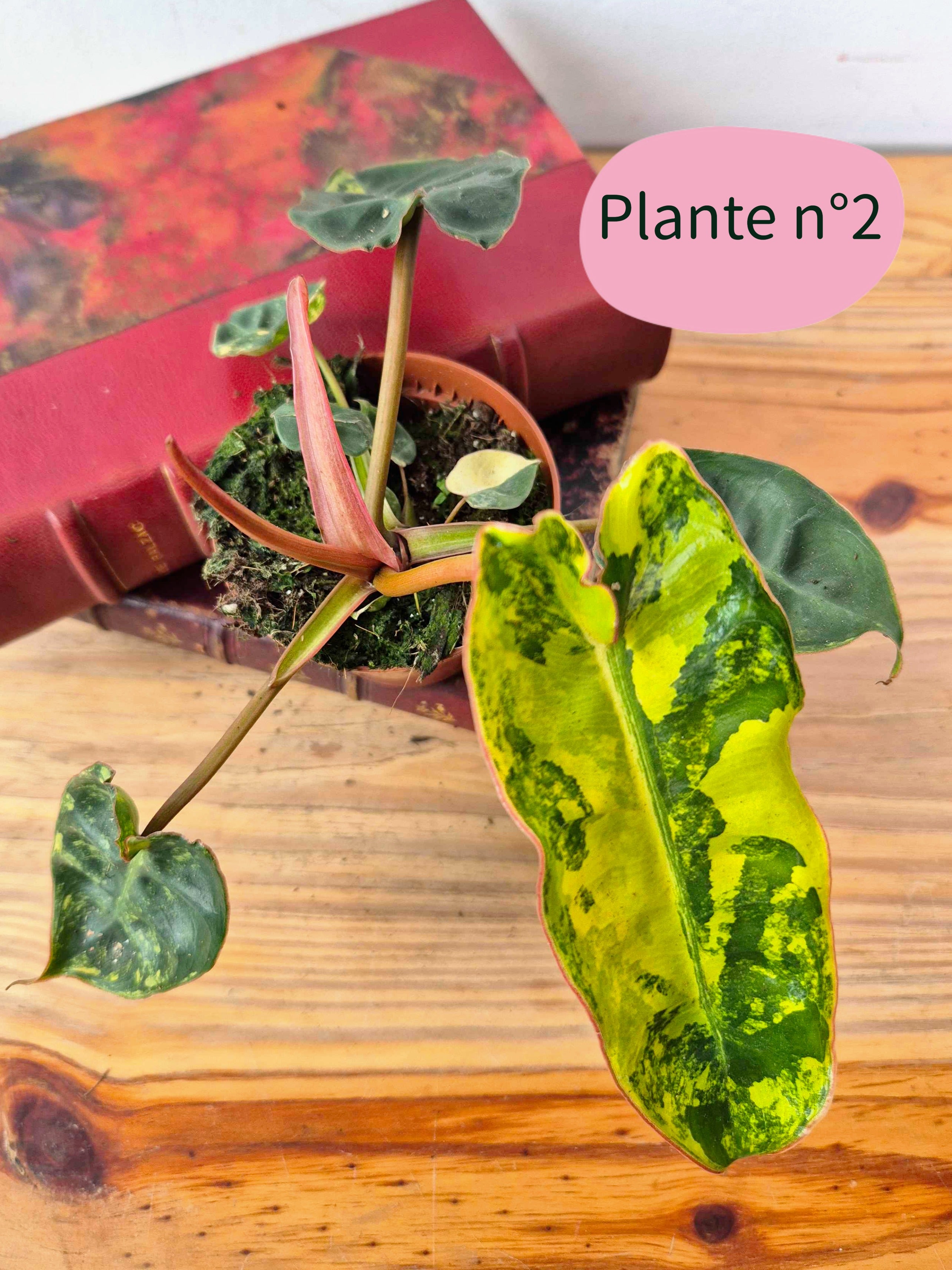 Philodendron billietiae 'Variegata'
