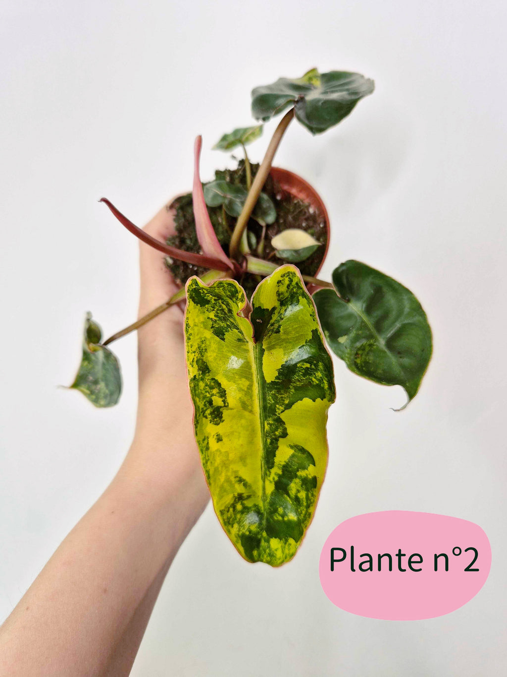 Philodendron billietiae 'Variegata'