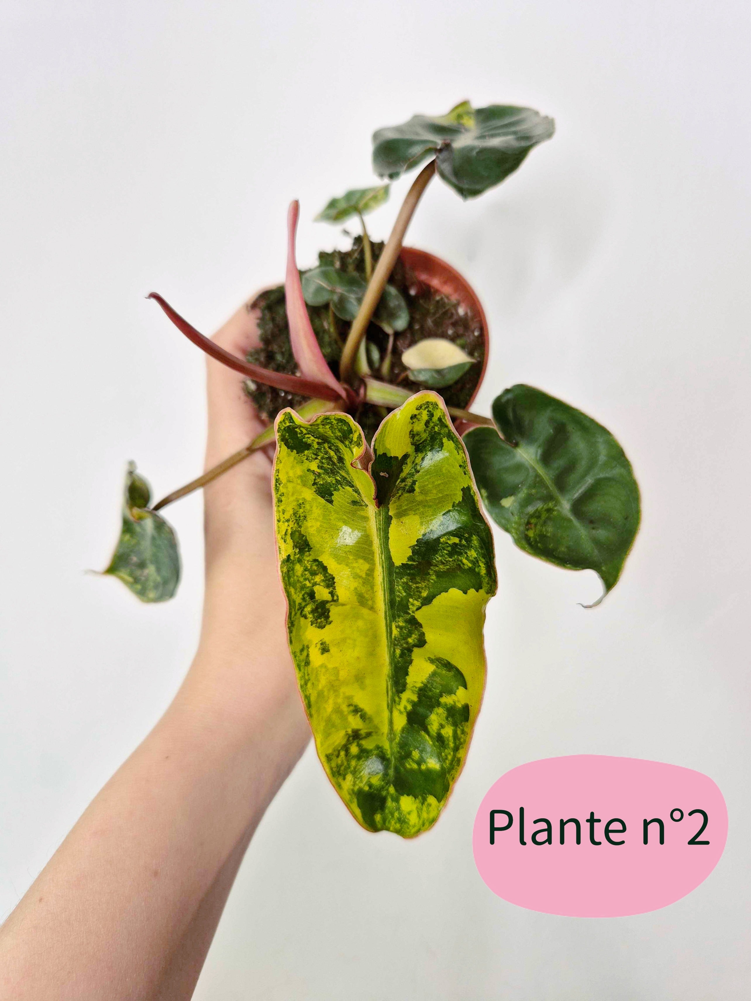 Philodendron billietiae 'Variegata'