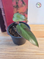 Philodendron erubescence