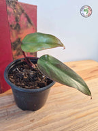 Philodendron erubescence