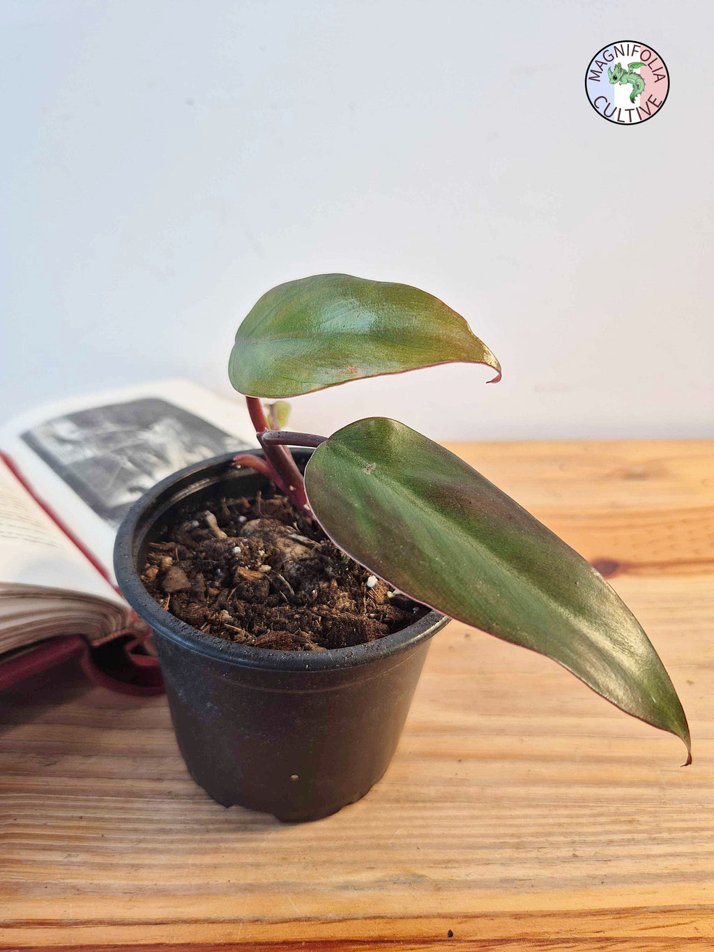 Philodendron erubescence