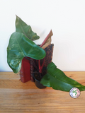 Philodendron 'Strawberry Shake' - IMPARFAITE