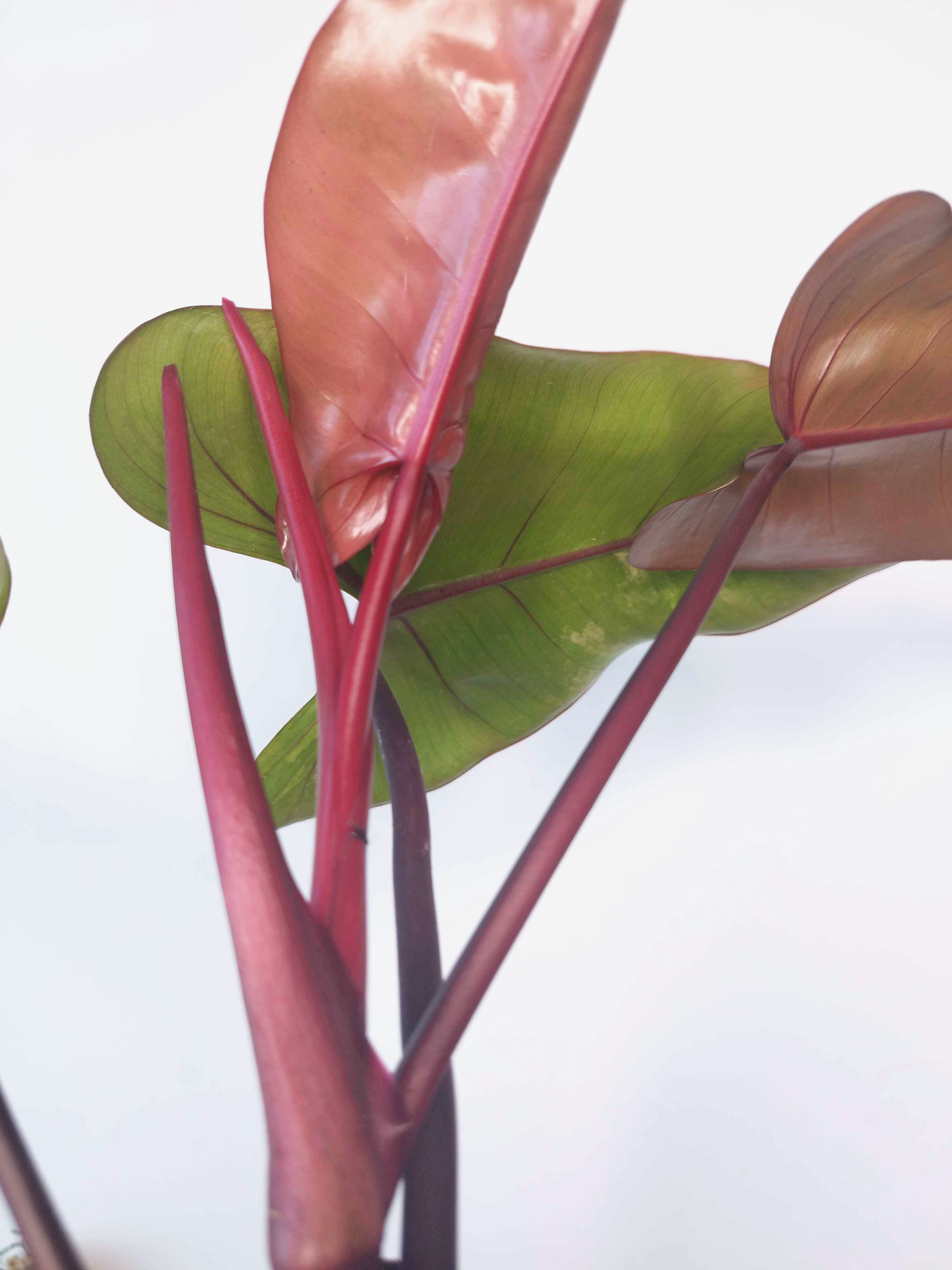 Philodendron 'Strawberry Shake' - IMPARFAITE
