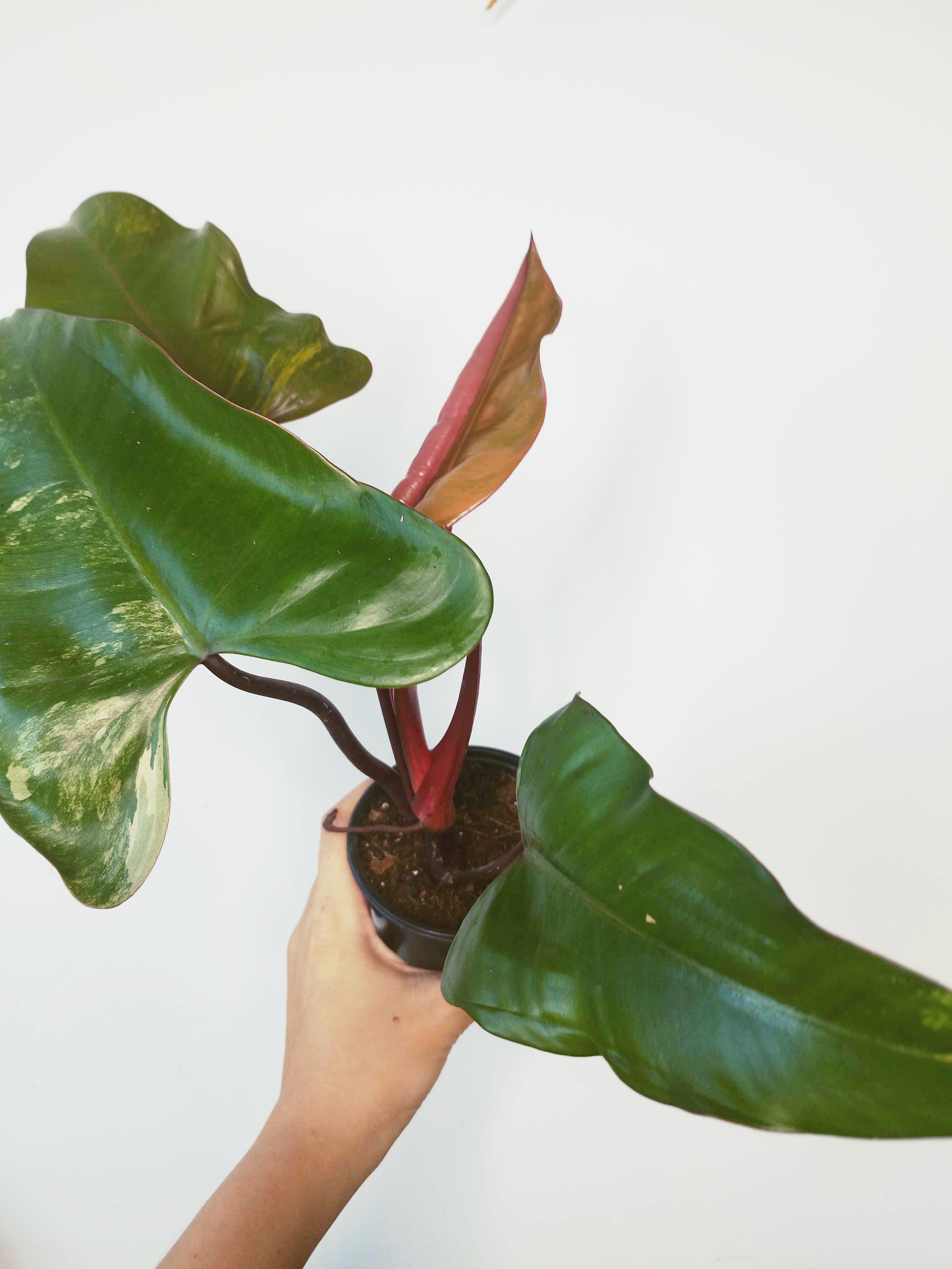 Philodendron 'Strawberry Shake' - IMPARFAITE