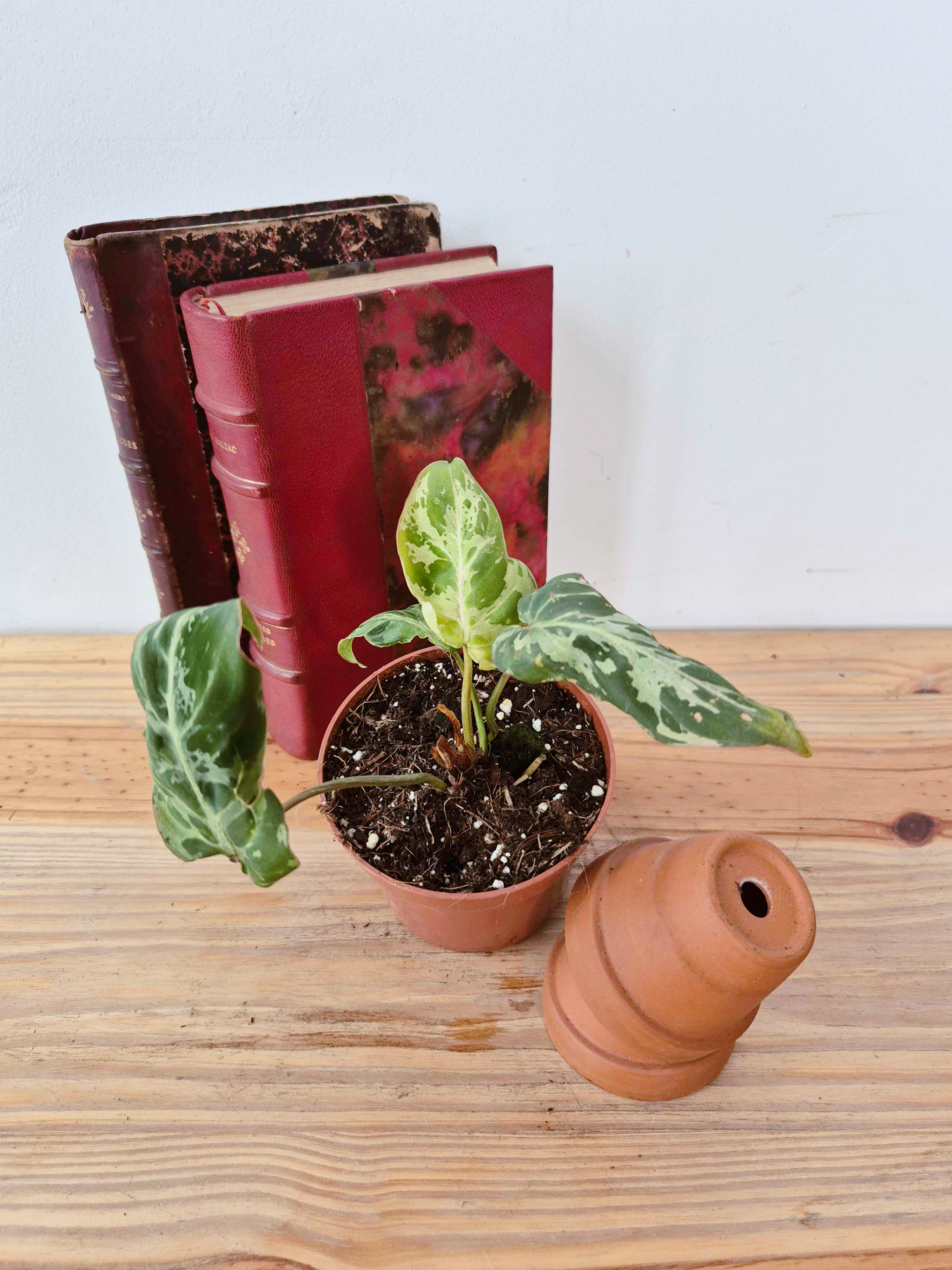 Philodendron gloriosum 'Snow Leopard'