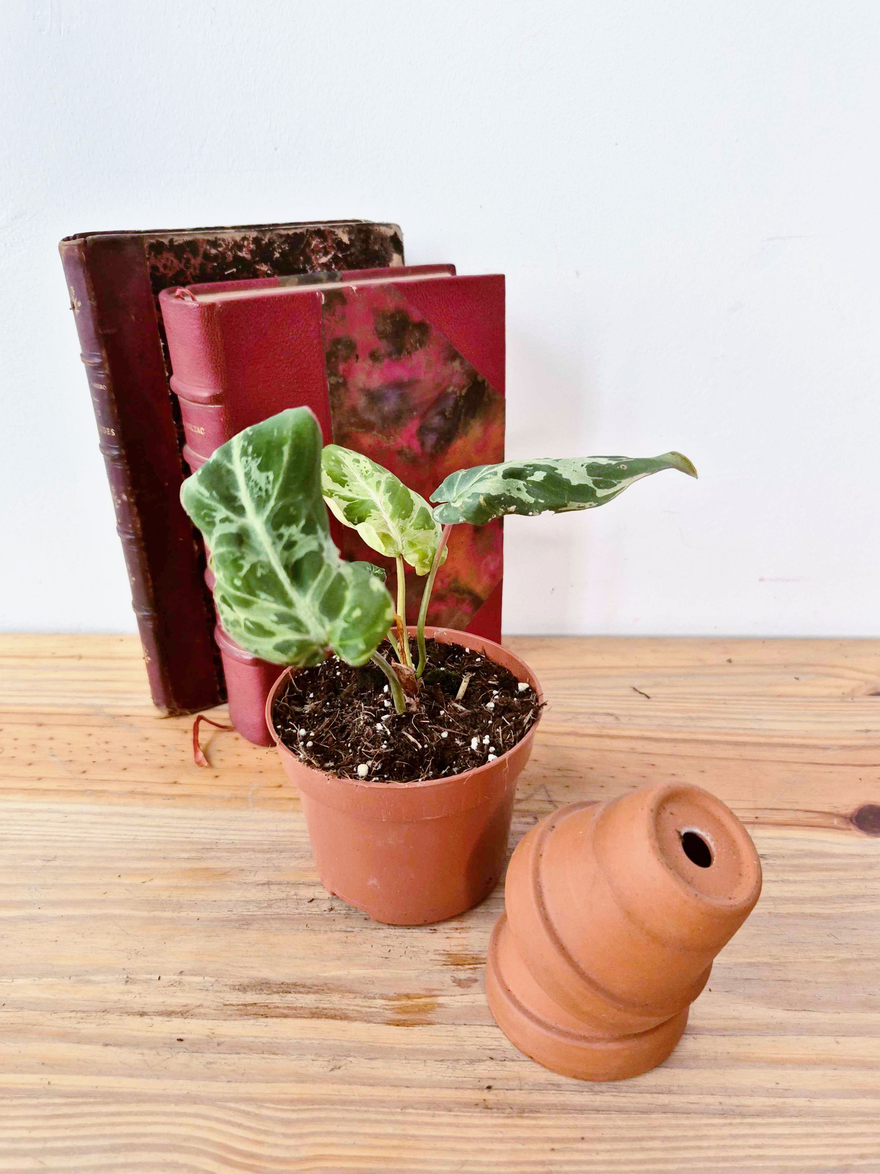 Philodendron gloriosum 'Snow Leopard'