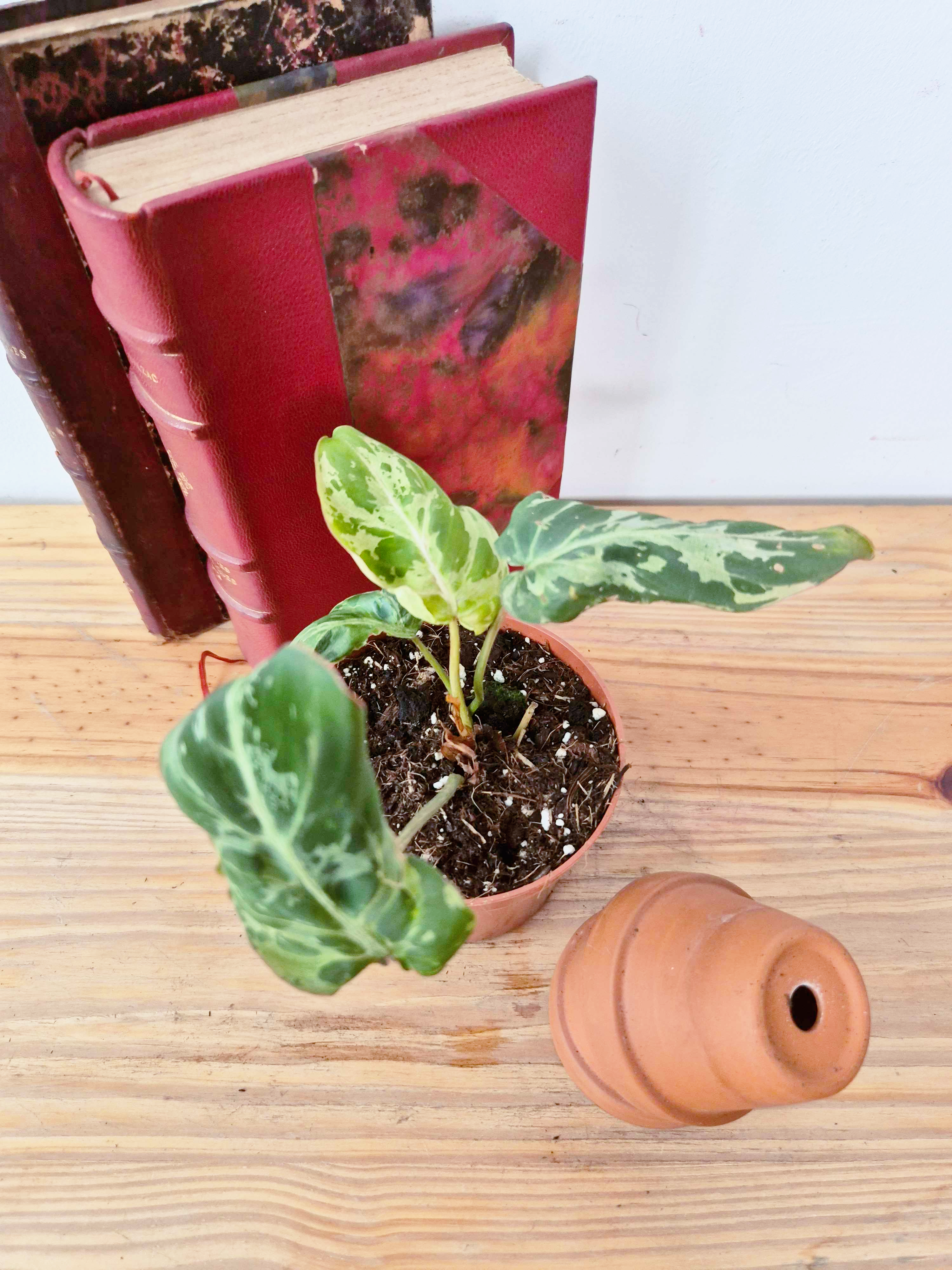 Philodendron gloriosum 'Snow Leopard'