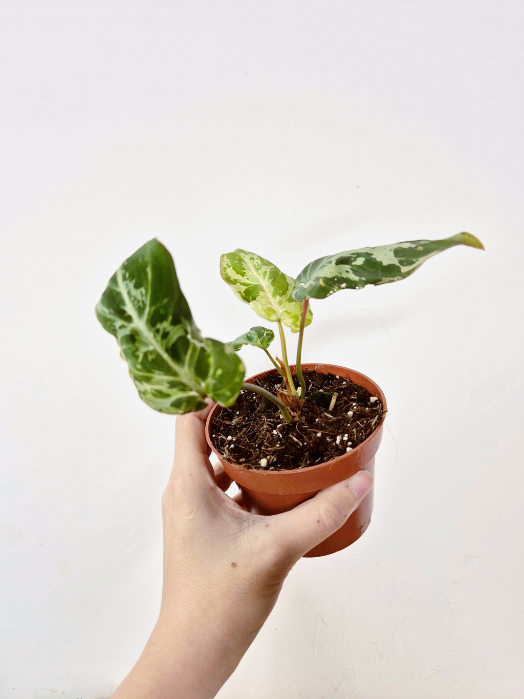 Philodendron gloriosum 'Snow Leopard'