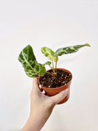 Philodendron gloriosum 'Snow Leopard'