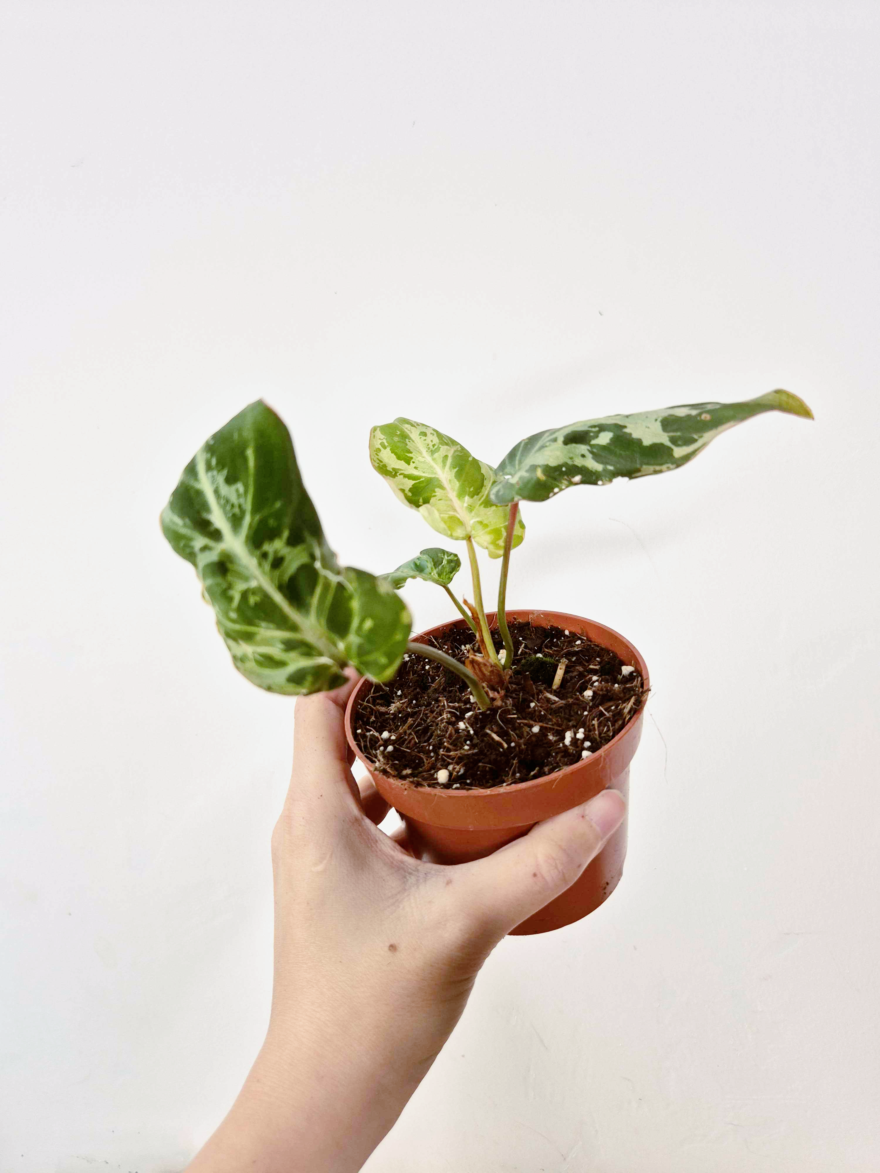 Philodendron gloriosum 'Snow Leopard'