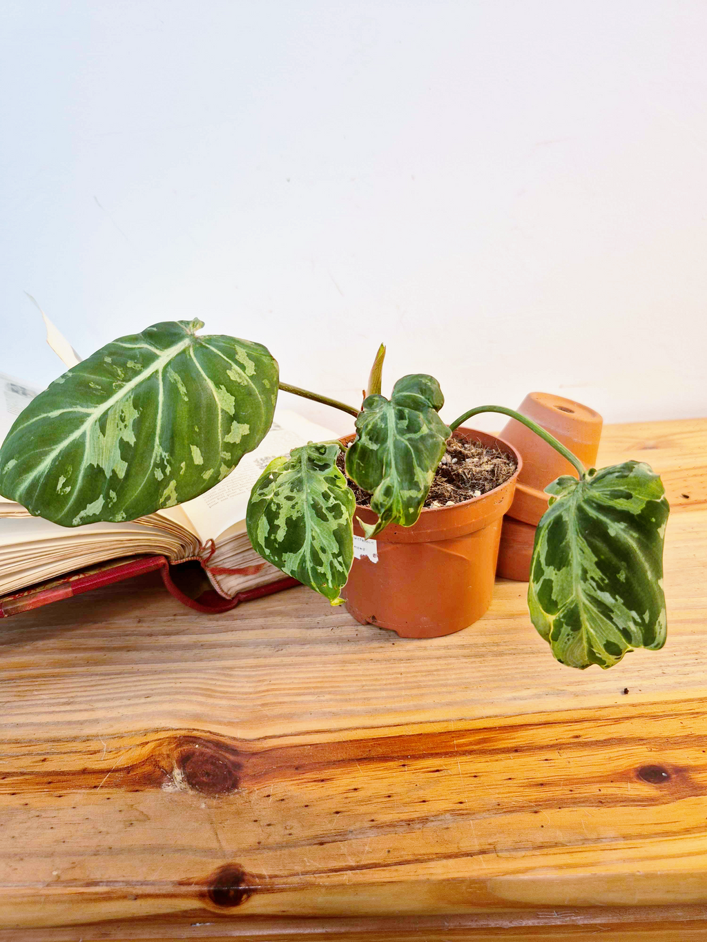 Philodendron gloriosum 'Snow Leopard'