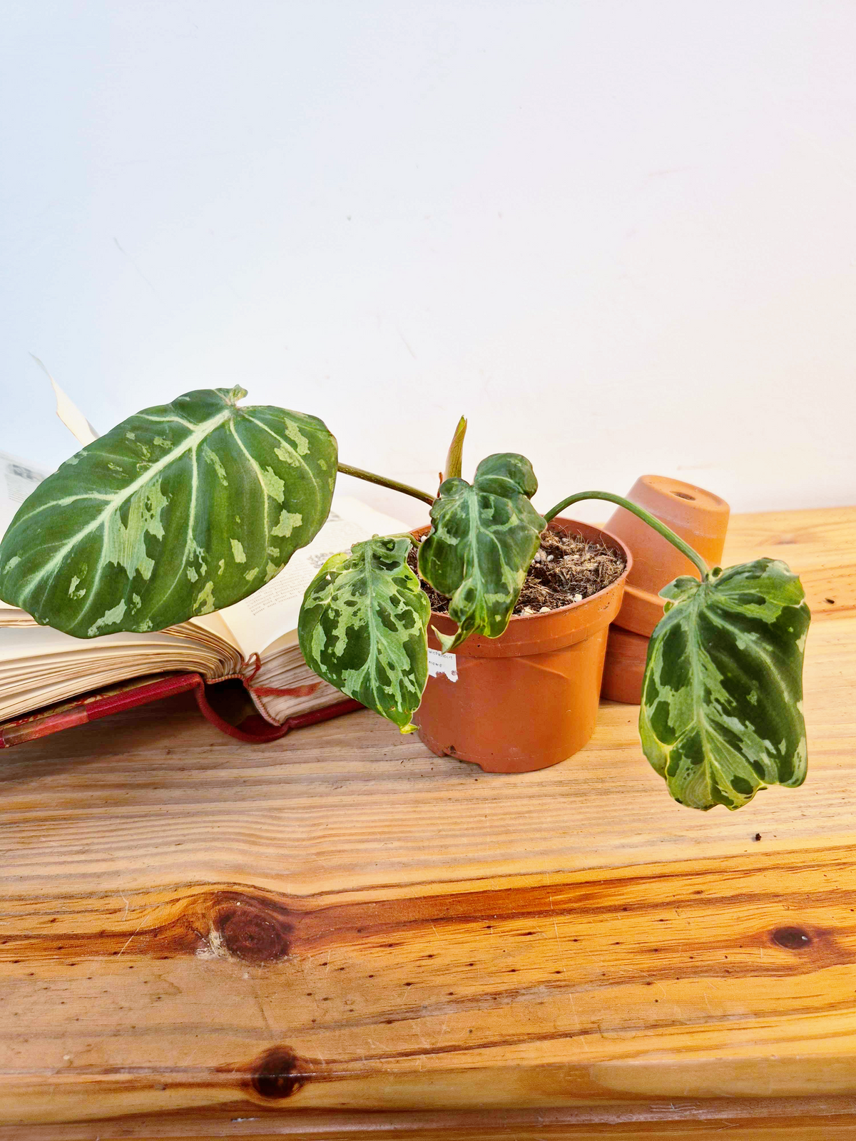 Philodendron gloriosum 'Snow Leopard'
