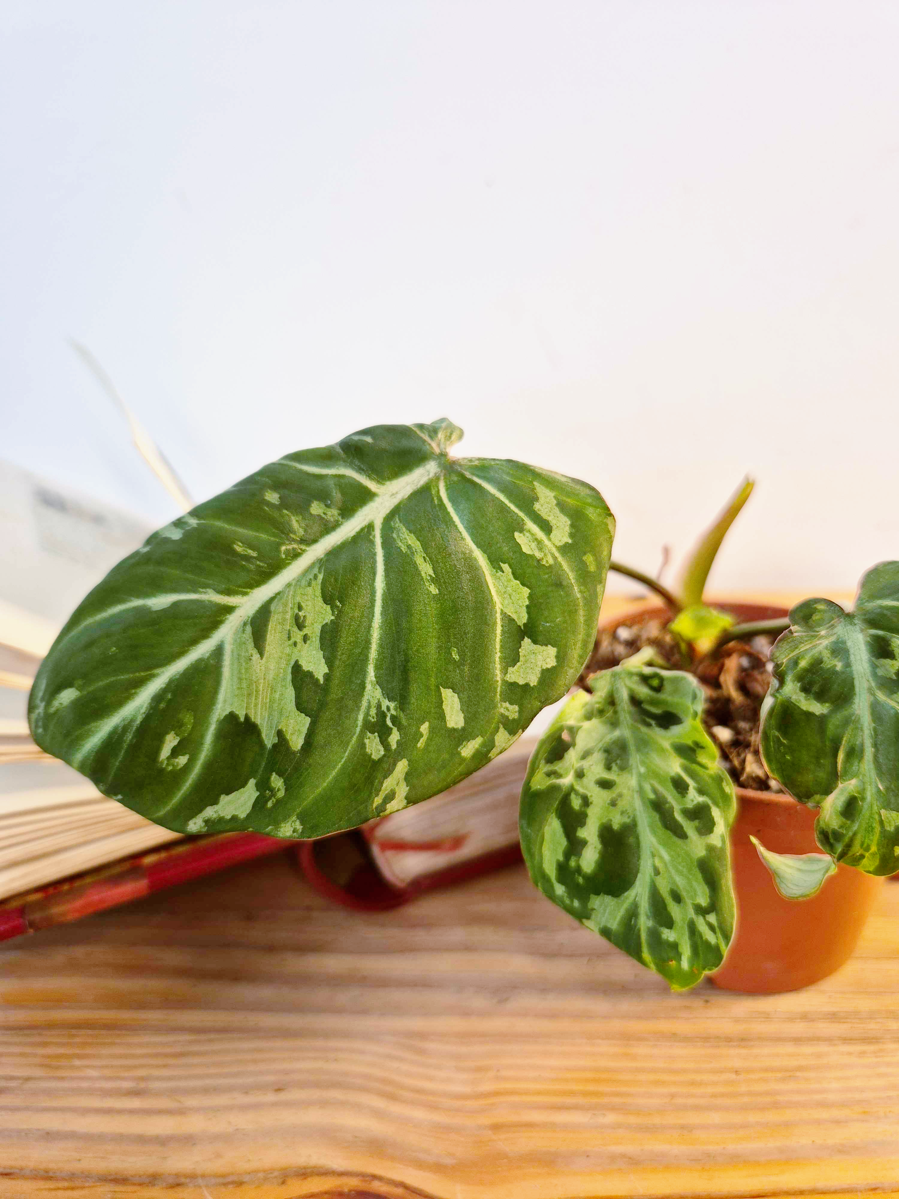 Philodendron gloriosum 'Snow Leopard'