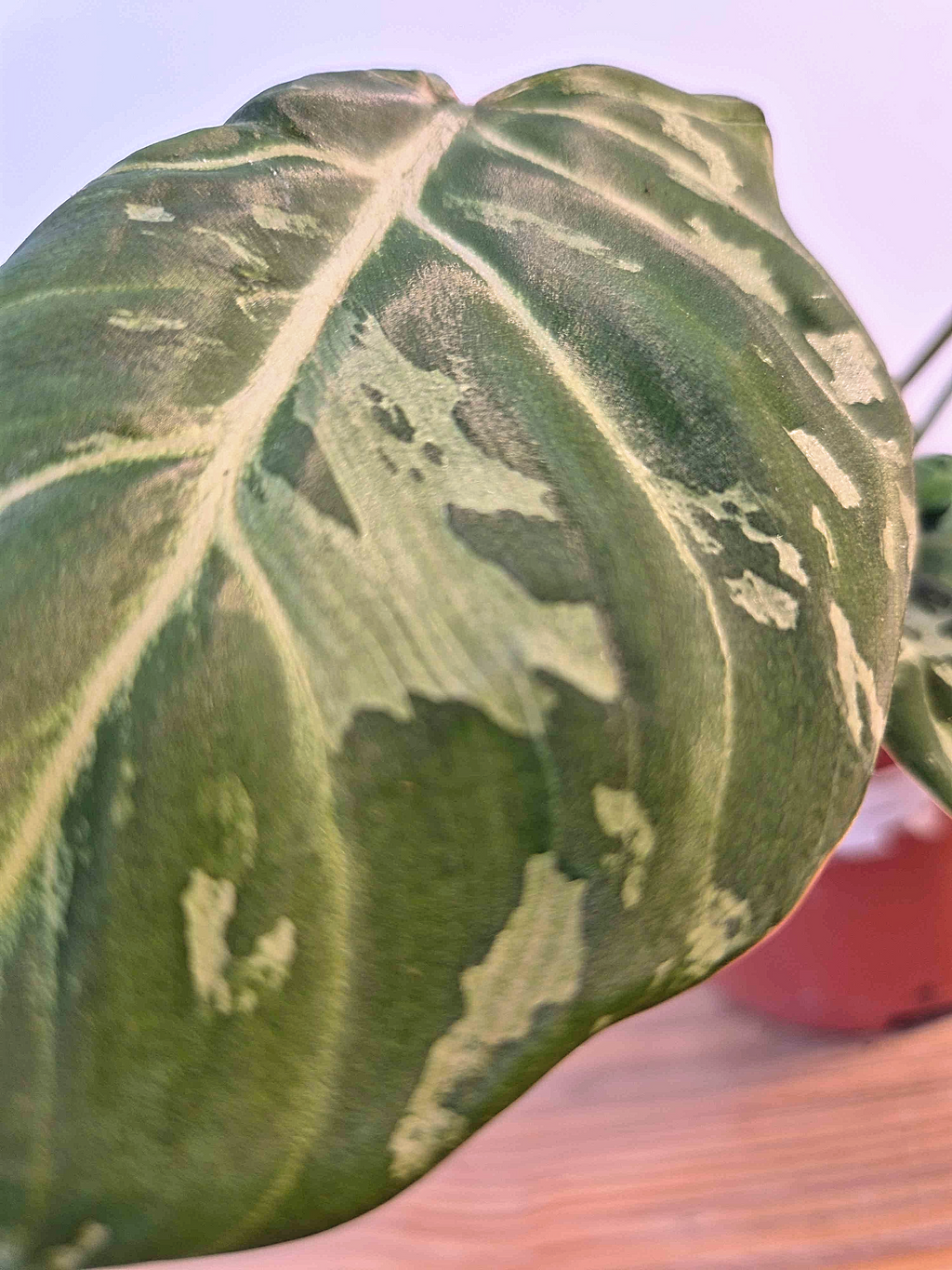 Philodendron gloriosum 'Snow Leopard'