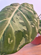 Philodendron gloriosum 'Snow Leopard'