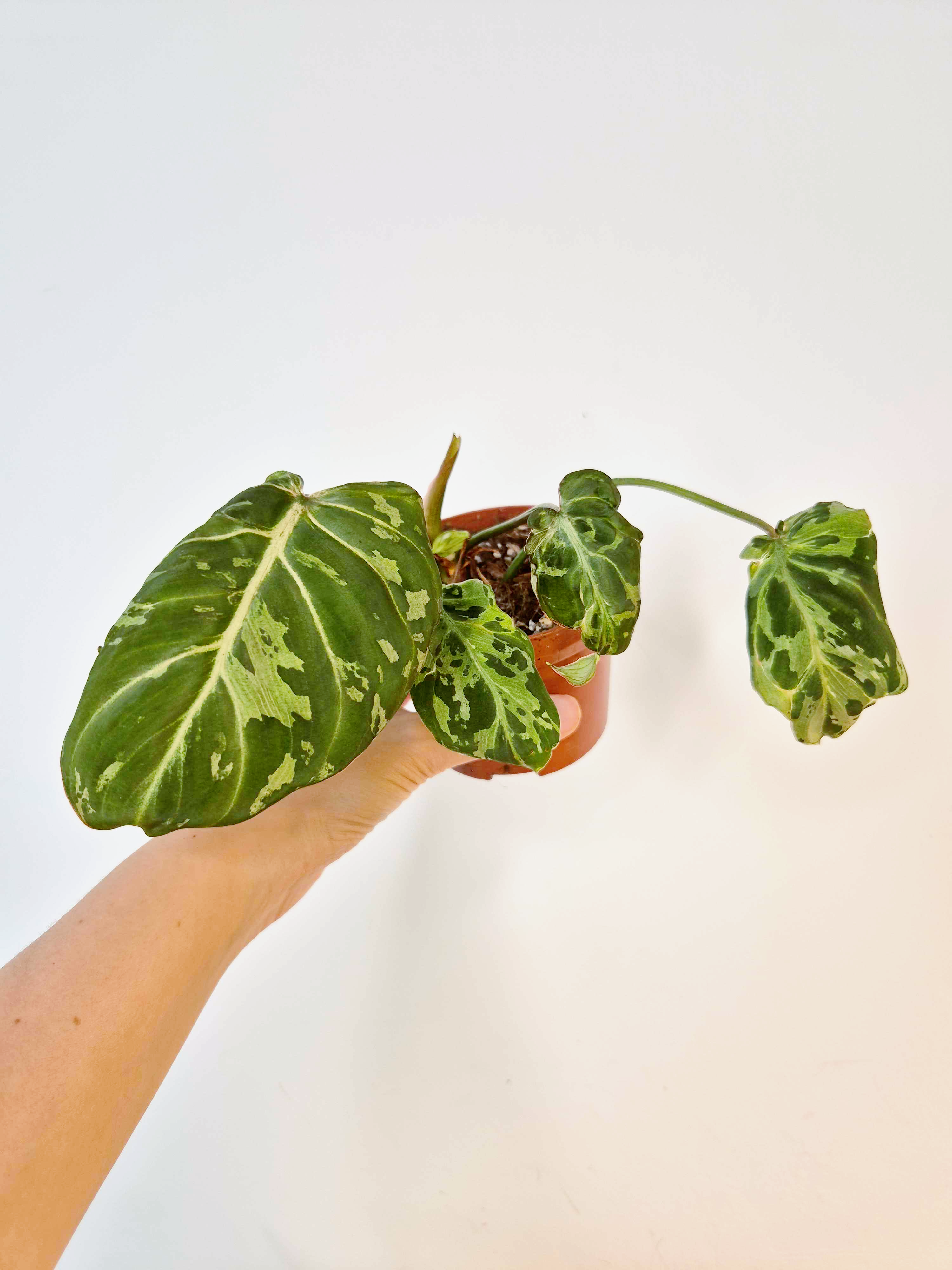 Philodendron gloriosum 'Snow Leopard'
