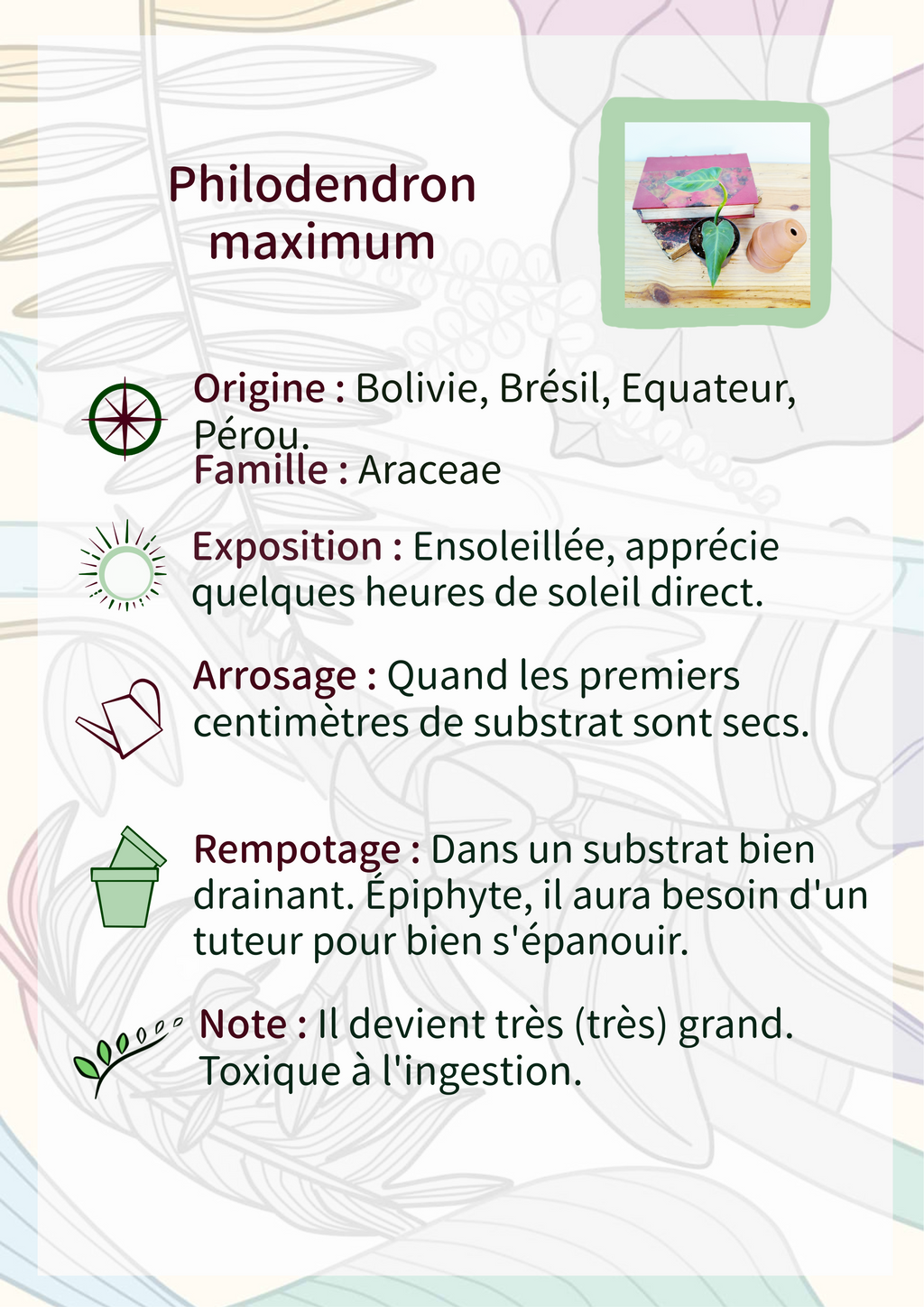 Philodendron maximum
