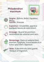 Philodendron maximum