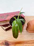 Philodendron patriciae