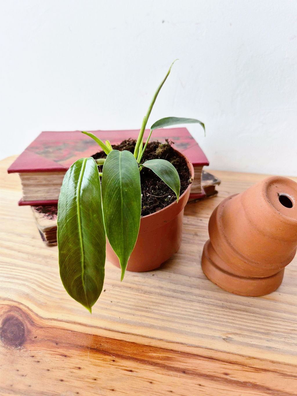 Philodendron patriciae